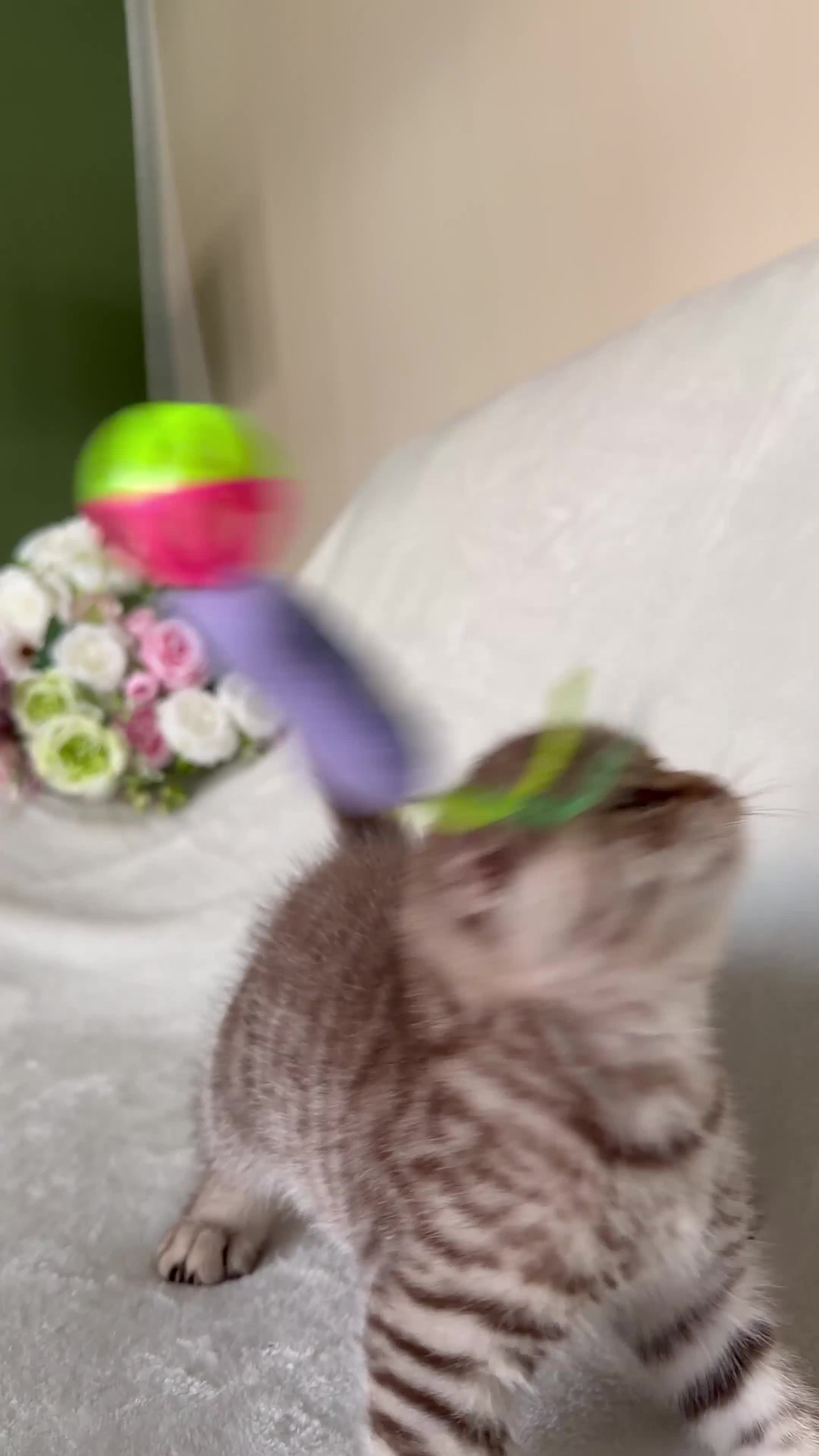 Scottish Fold cats for sale: Adorable Scottish Fold Kittens - Video 1