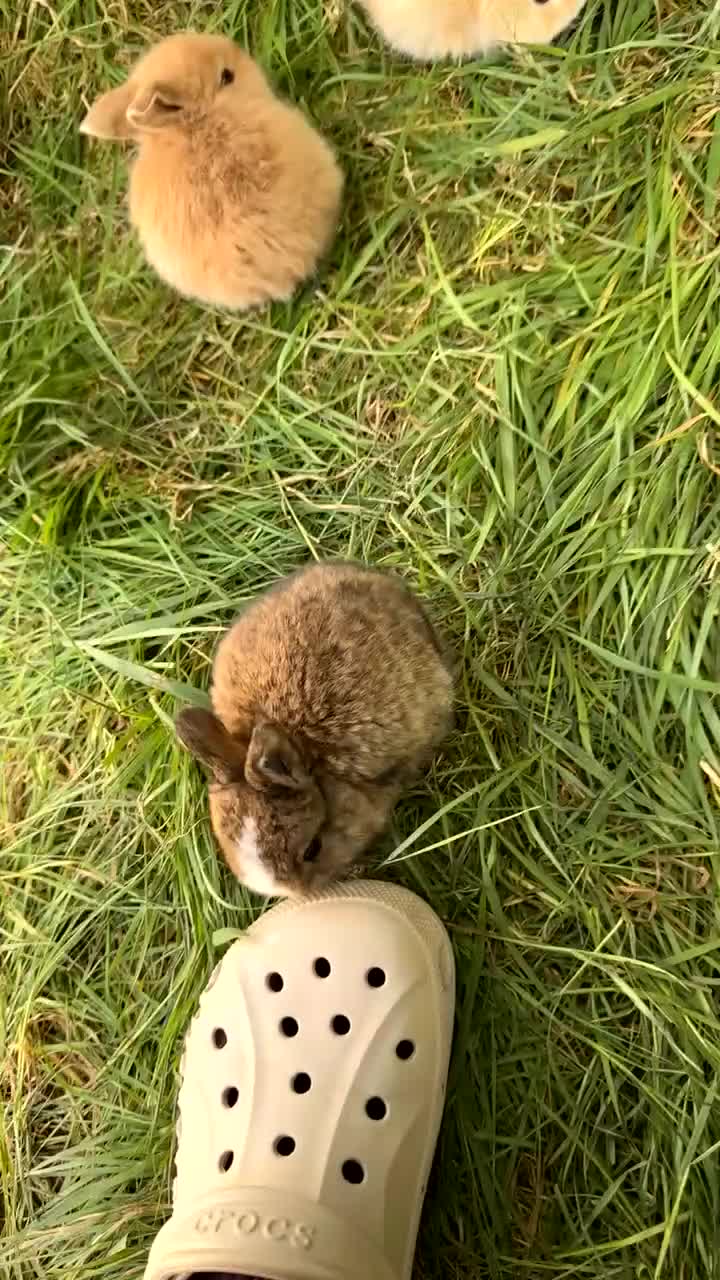 Mini Lop rabbits for sale: Litter of Mini Lop Rabbits in Hull - Video 1