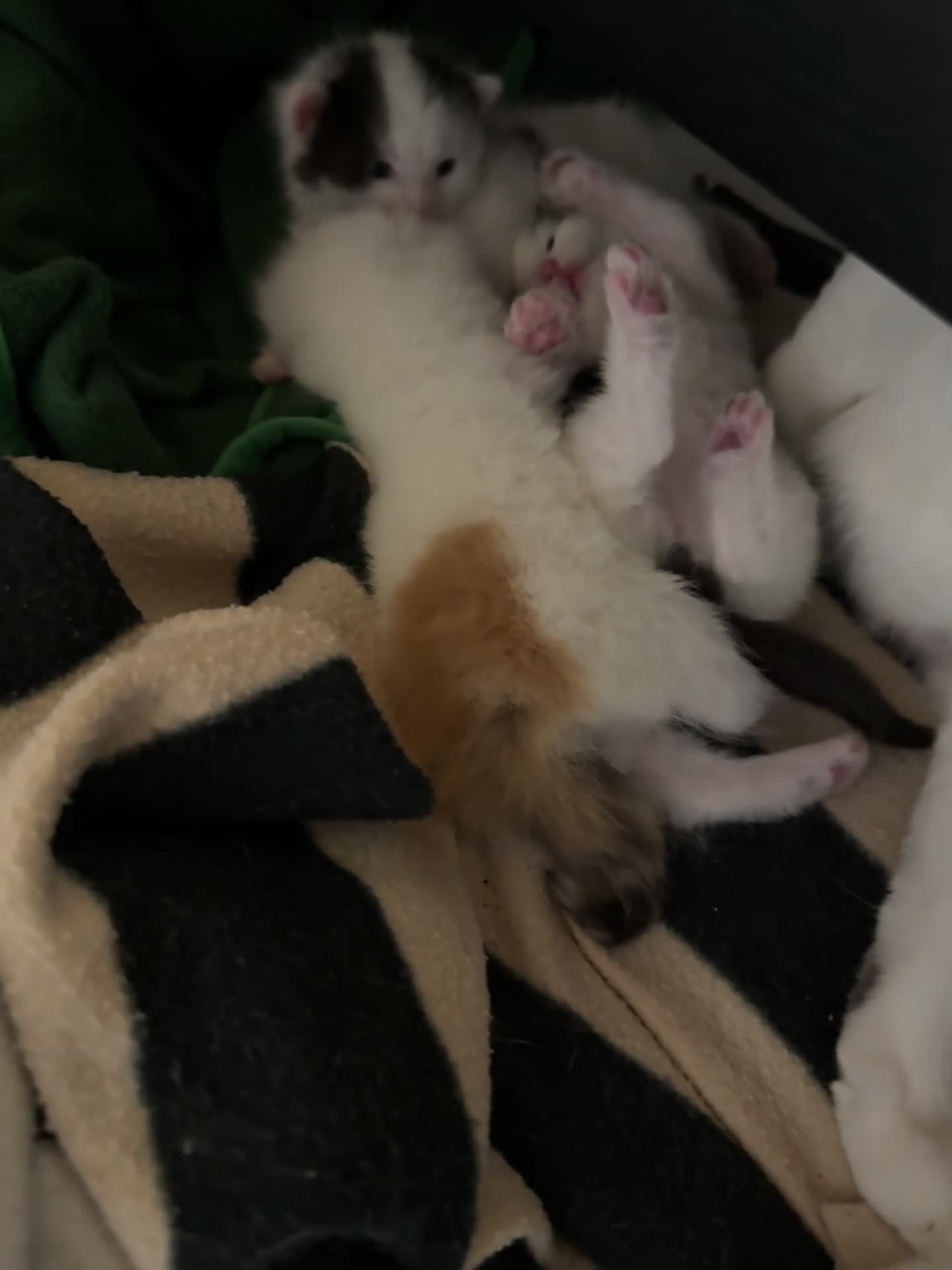 Mixed Breed cats for sale: Cute 4 kittens looking for loving home - Video 1