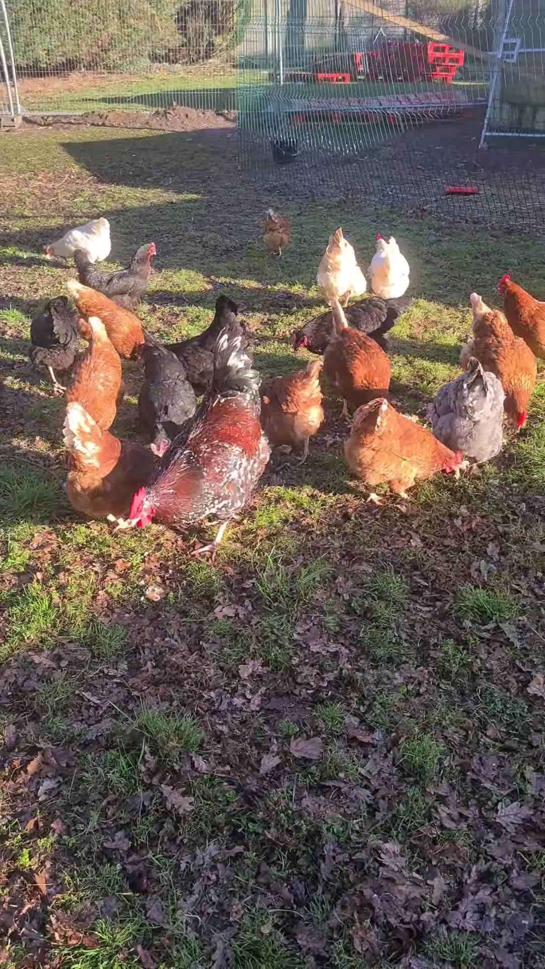 Chickens poultry for sale: 🐔 Fertile Hatching Eggs for Sale 🥚 - Video 1