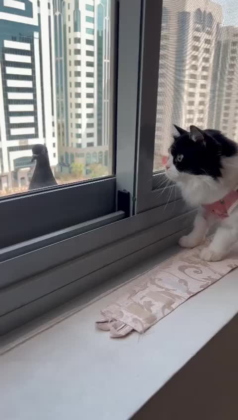 Mixed Breed cats for adoption: SUSHI GIRL MIX PERSIAN PERFECT HEALTH AFFECTIONAT - Video 5