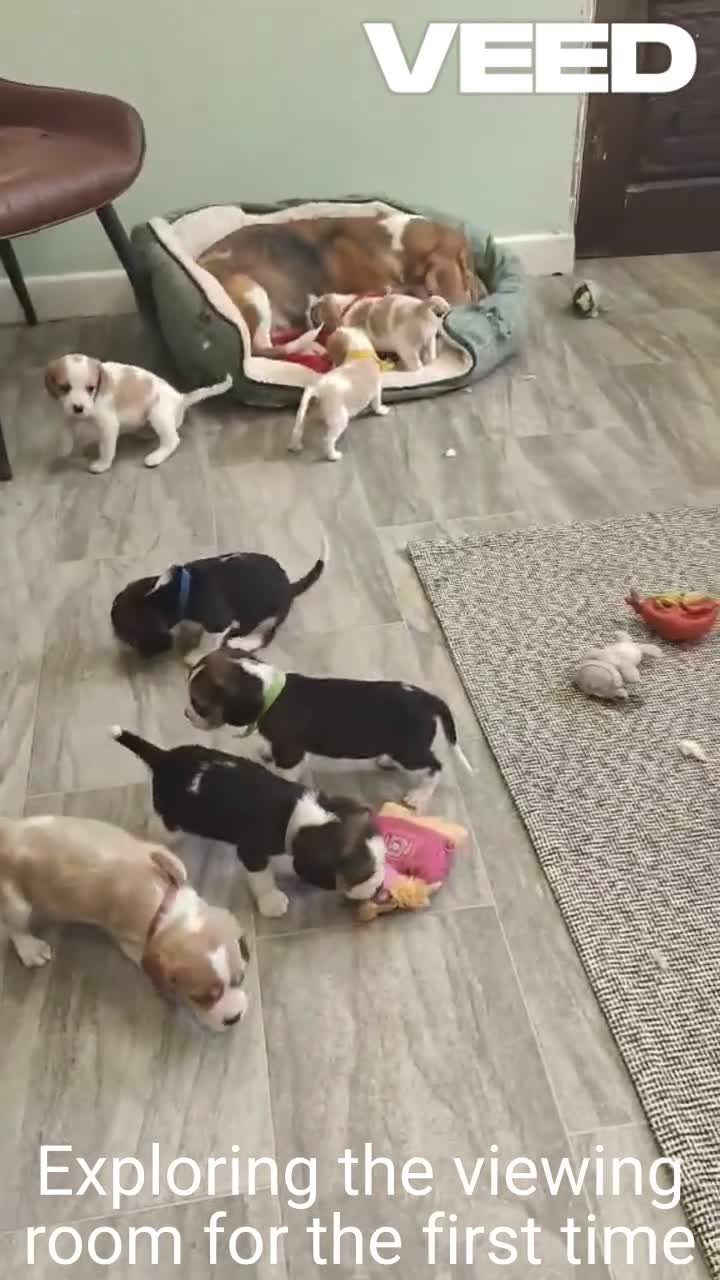 Beaglier dogs for sale: Beautiful Beaglier Bundles 🌸 - Video 3