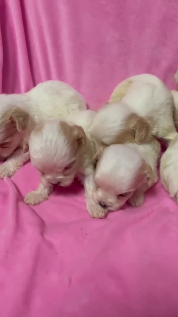 Cavachon dogs for sale: Adorable Cavachon Puppies Ready Soon  - Video 2