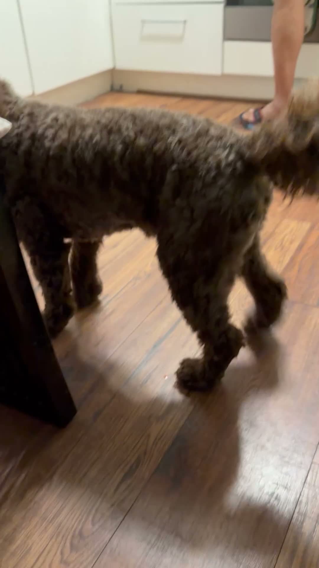 Cockapoo dogs for sale: Looking for new family  in Edinburgh - Video 2