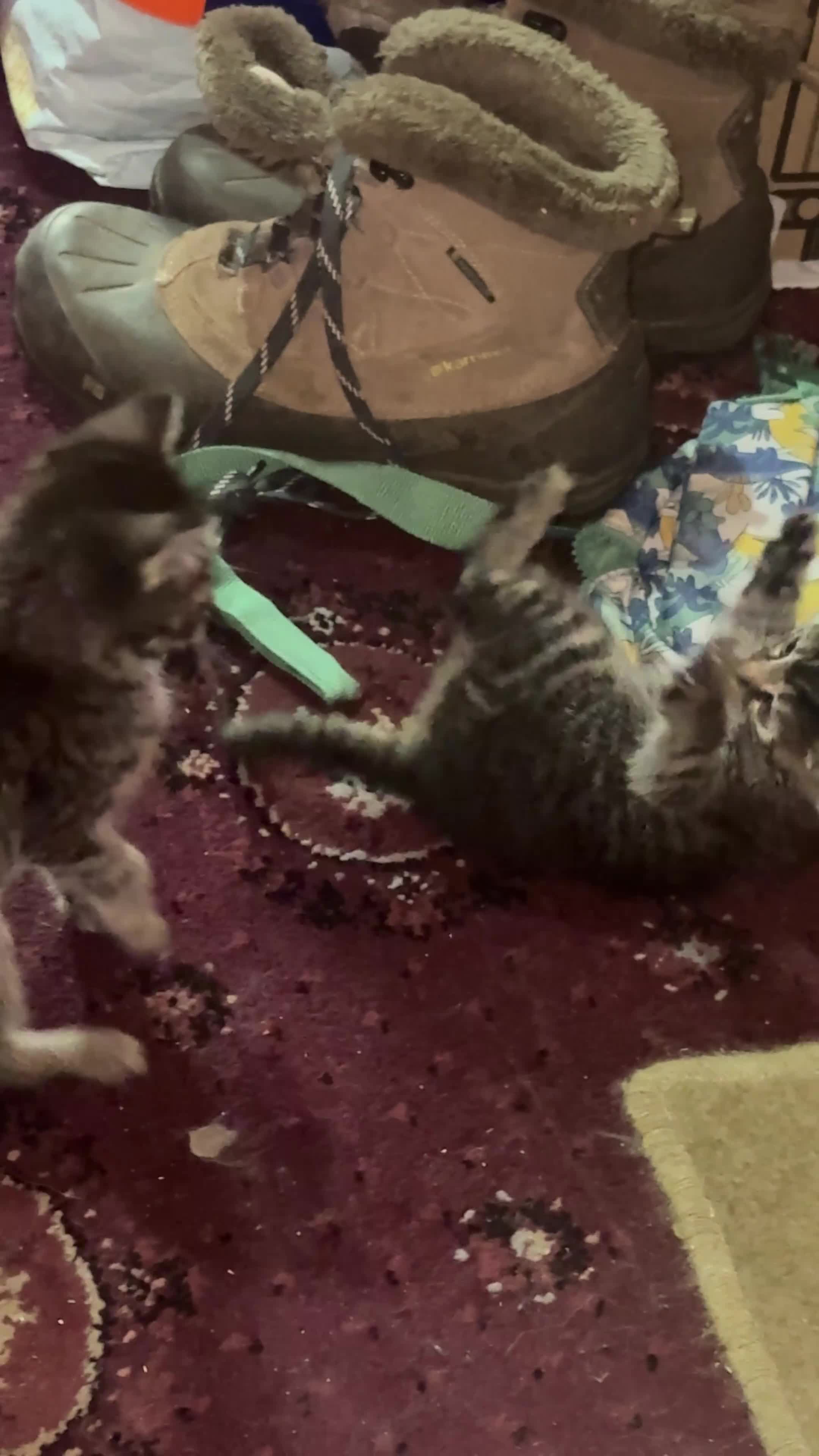 Mixed Breed cats for sale: Gorgeous silver and black kittens in Maidstone - Video 1