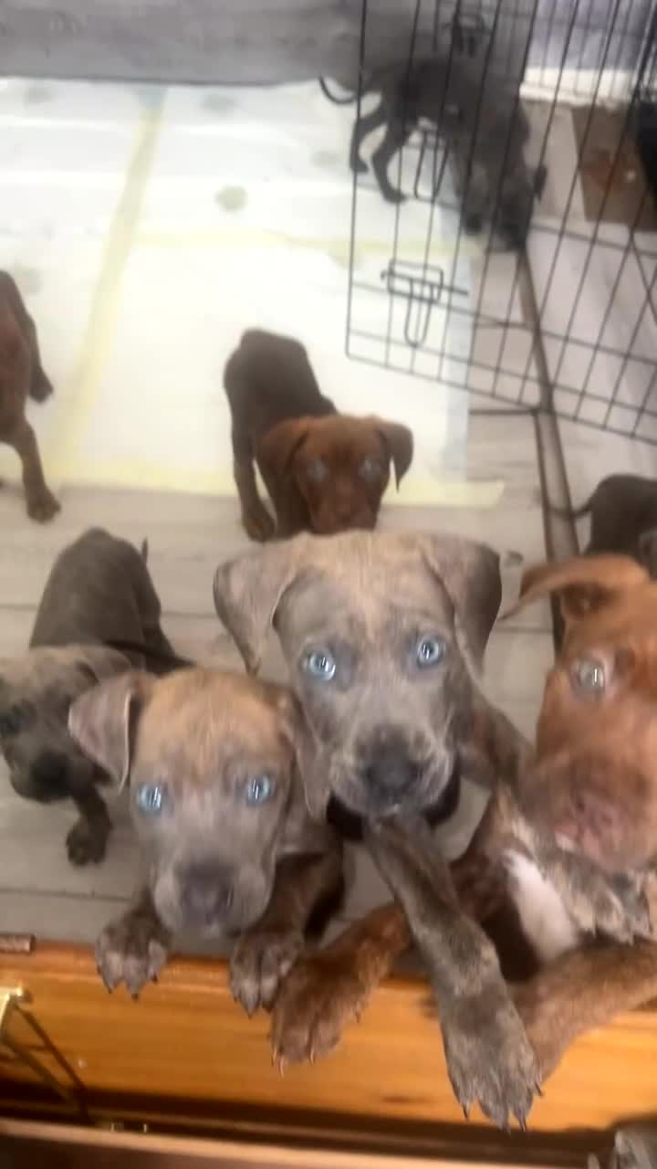 Mixed Breed dogs for sale: 7 presa canario cross  - Video 2