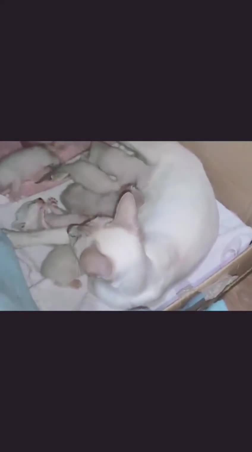 Bengal cats for sale: EXCEPTIONAL SNOW KITTENS WITH BRIGHT BLUE EYES - Video 1