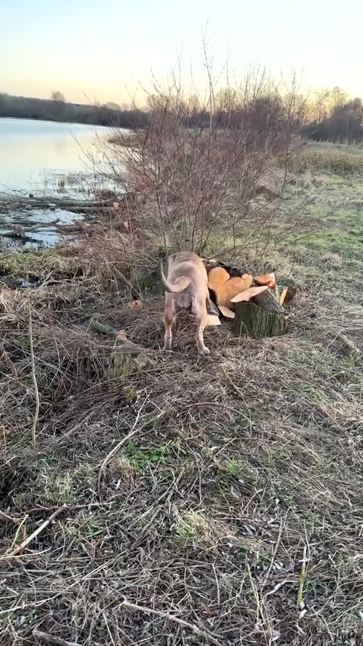 Cane Corso dogs for sale: Female Cane corso for sale - Video 2
