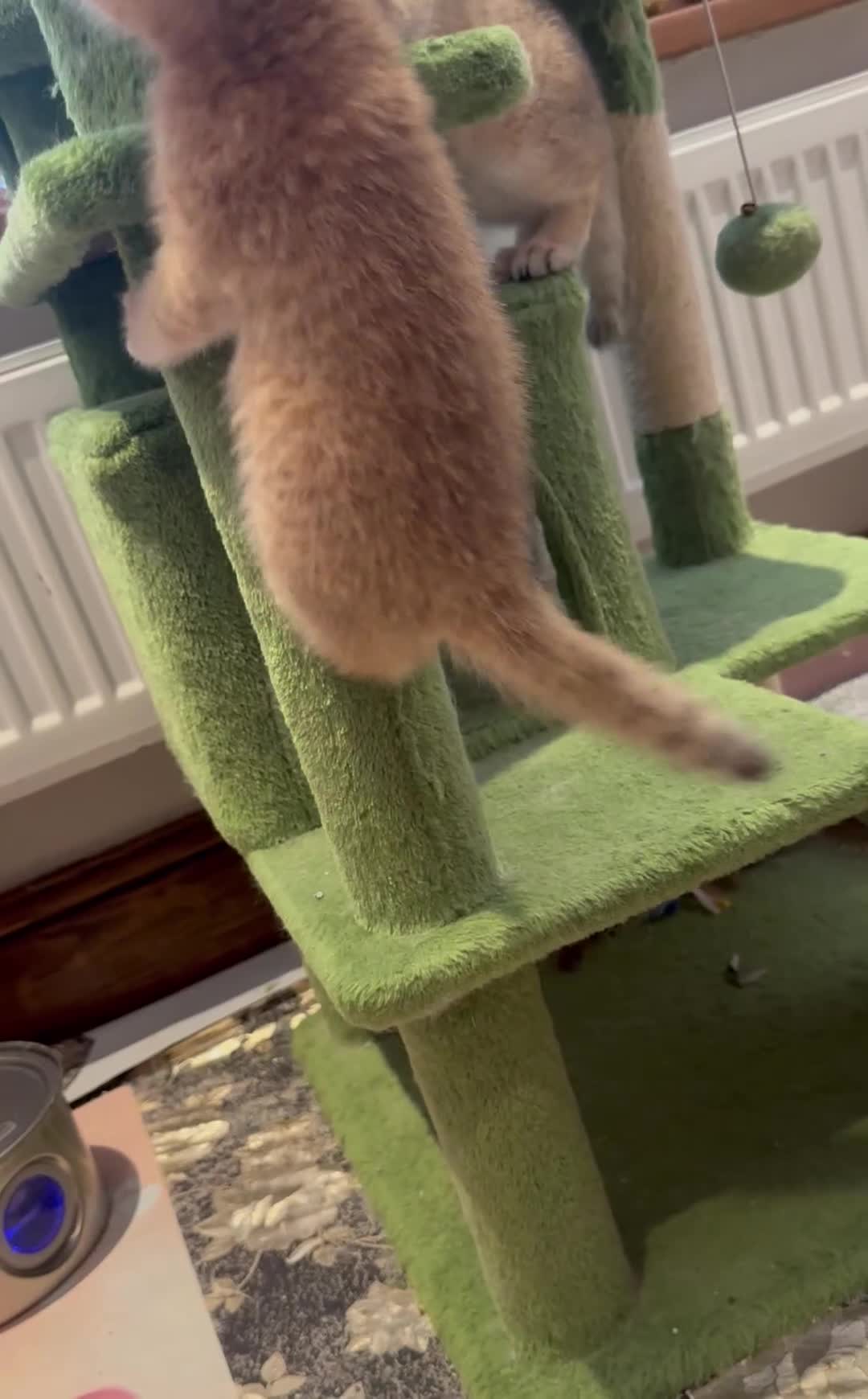 British Shorthair cats for sale: Last golden boy left 😻🌸🌼🌺 tica registered 😻 in Hayes - Video 1