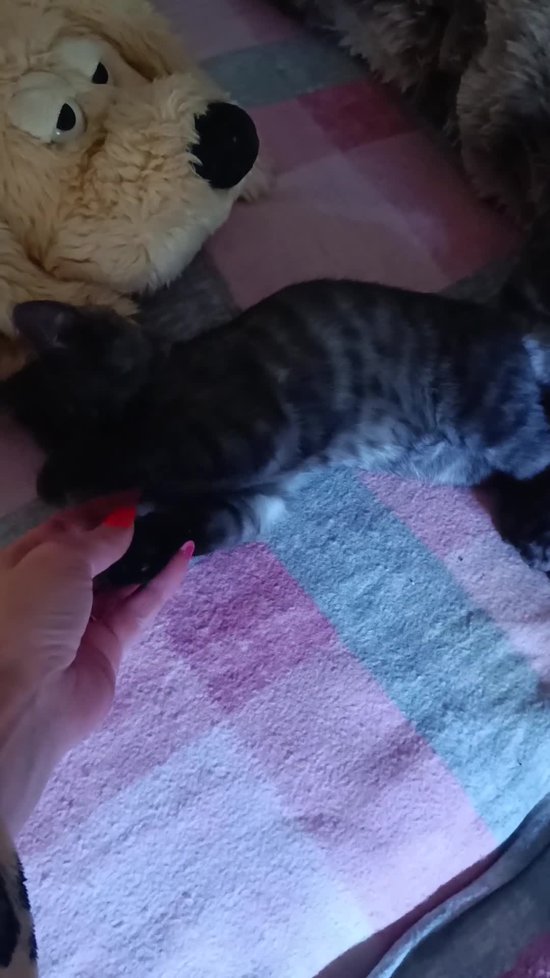 Bengal cats for sale: Three Bengals - Video 2