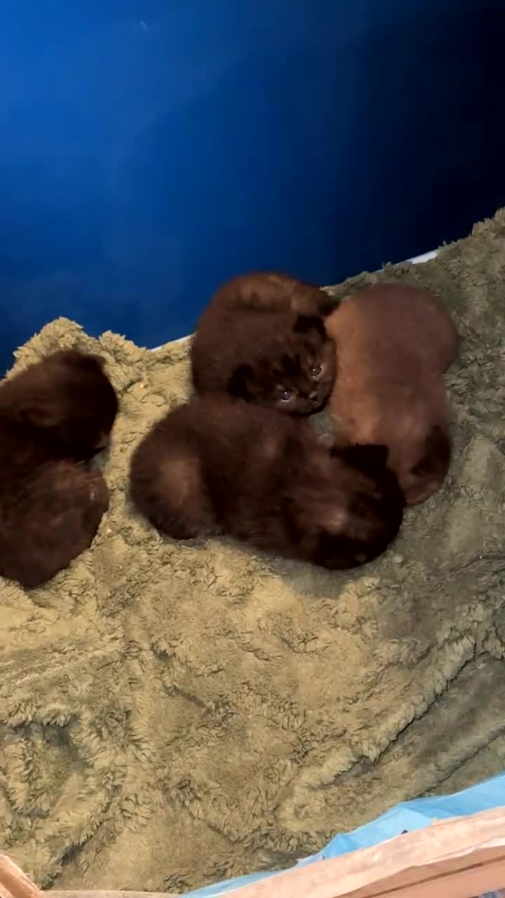 British Shorthair cats for sale: 4 British shorthair kittens  in Newton Aycliffe - Video 2