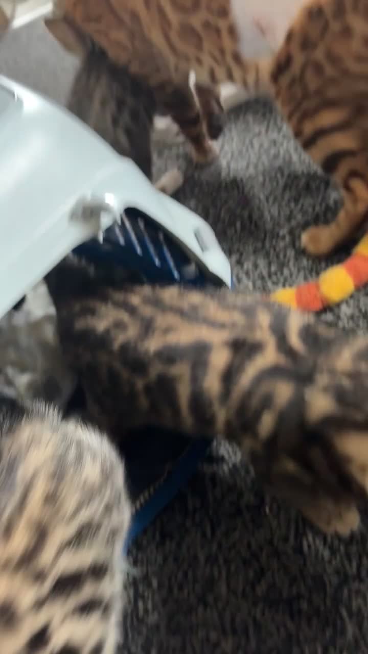 Bengal cats for sale: BEGAL CROSS TABBY - Video 1