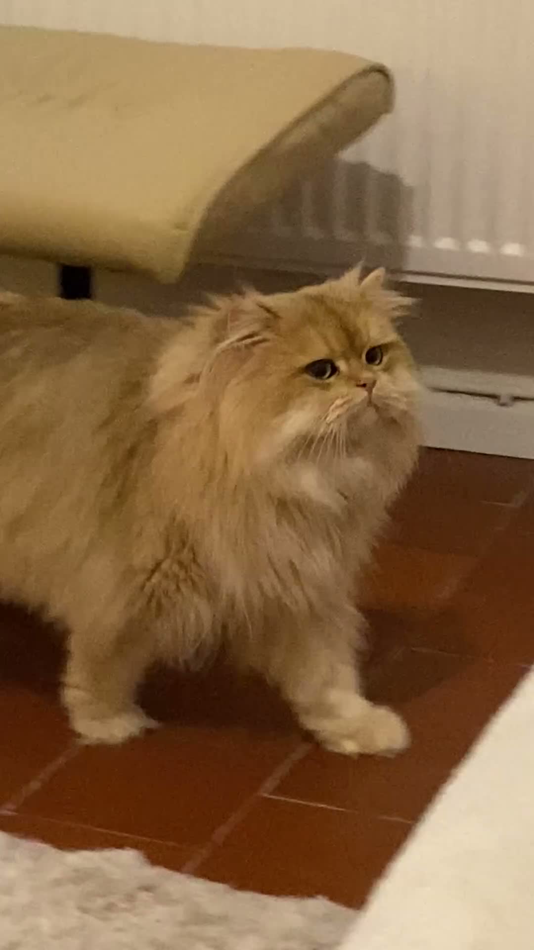 British Longhair cats for sale: GOLDEN BRITISH LONGHAIR  - Video 1