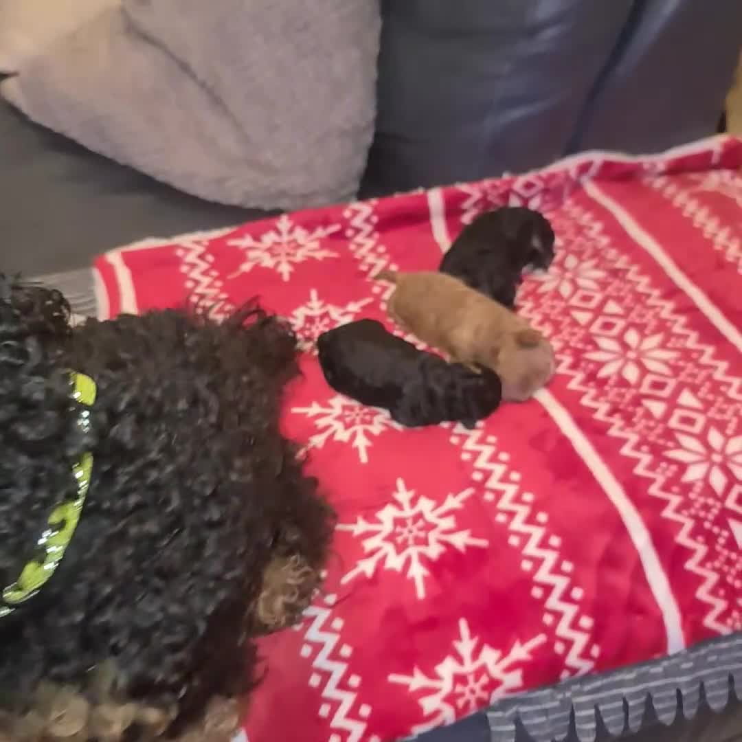 Toy Poodle dogs for sale: Beautiful Red & Phantom Toy Poodle's! KCregistered - Video 5