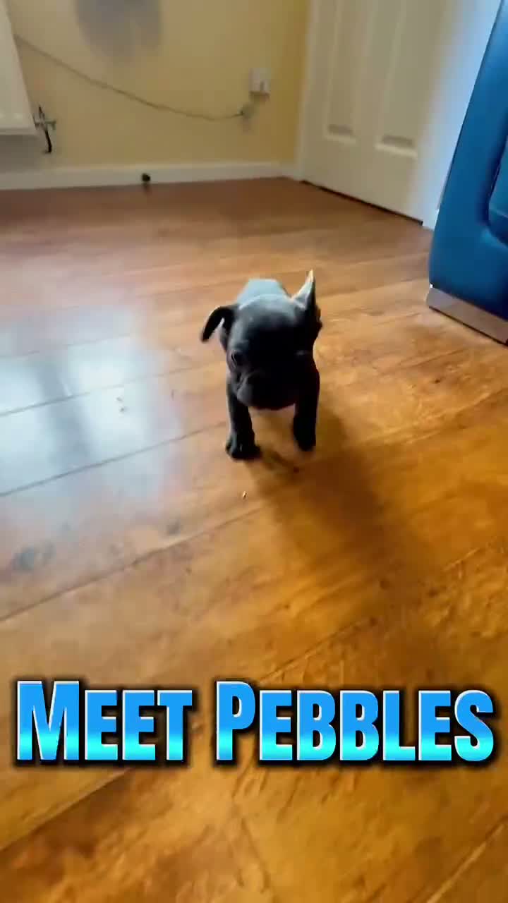 French Bulldog dogs for sale: French Bulldog Puppies - Video 4