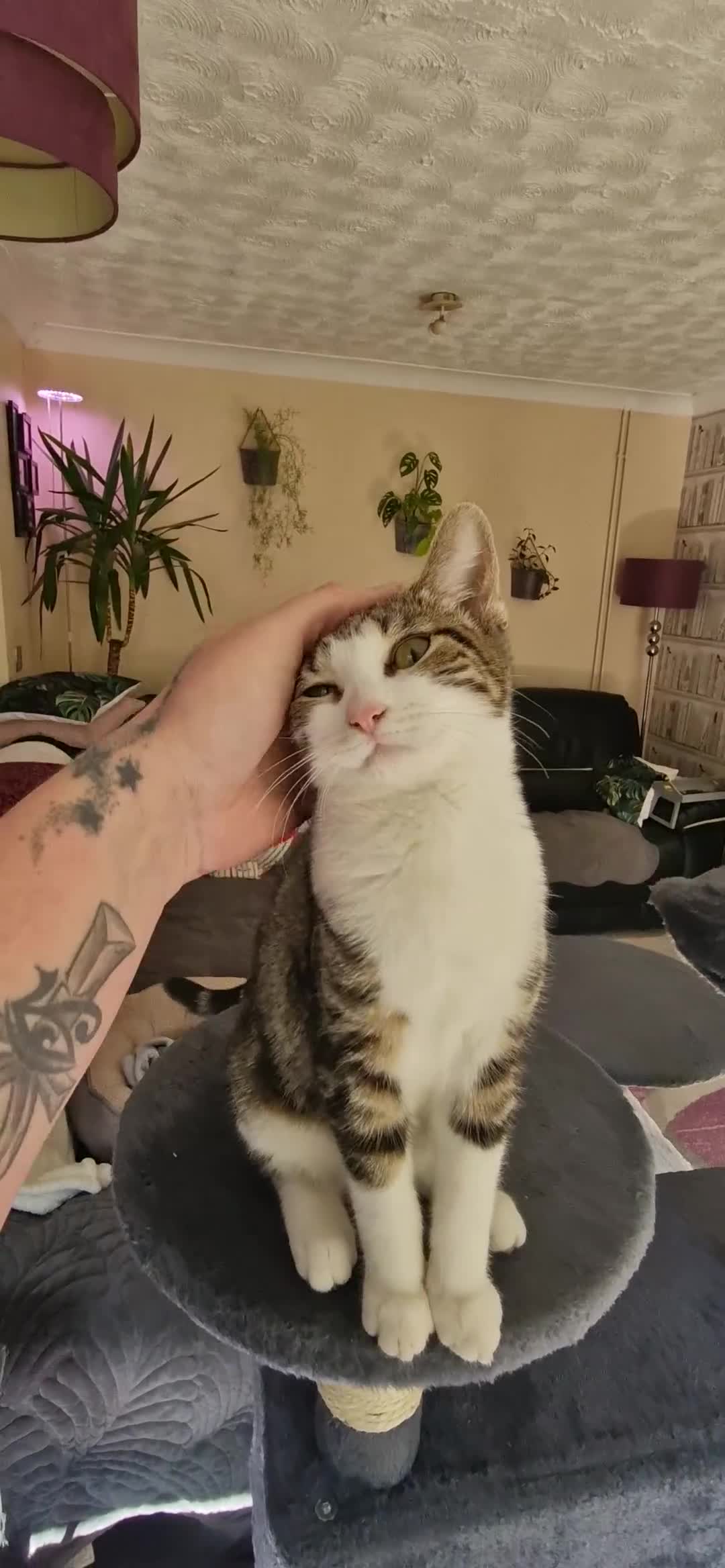 Mixed Breed cats for sale: Male and female kitten for sale  - Video 2