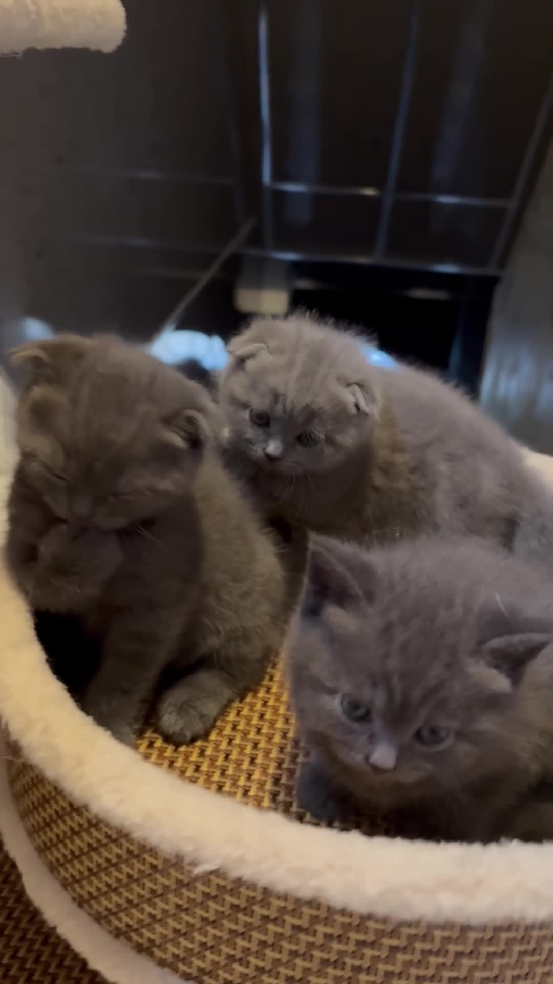 Scottish Fold cats for sale: 🐈‍⬛4 amazing Scottish Fold/Straight kittens - Video 3