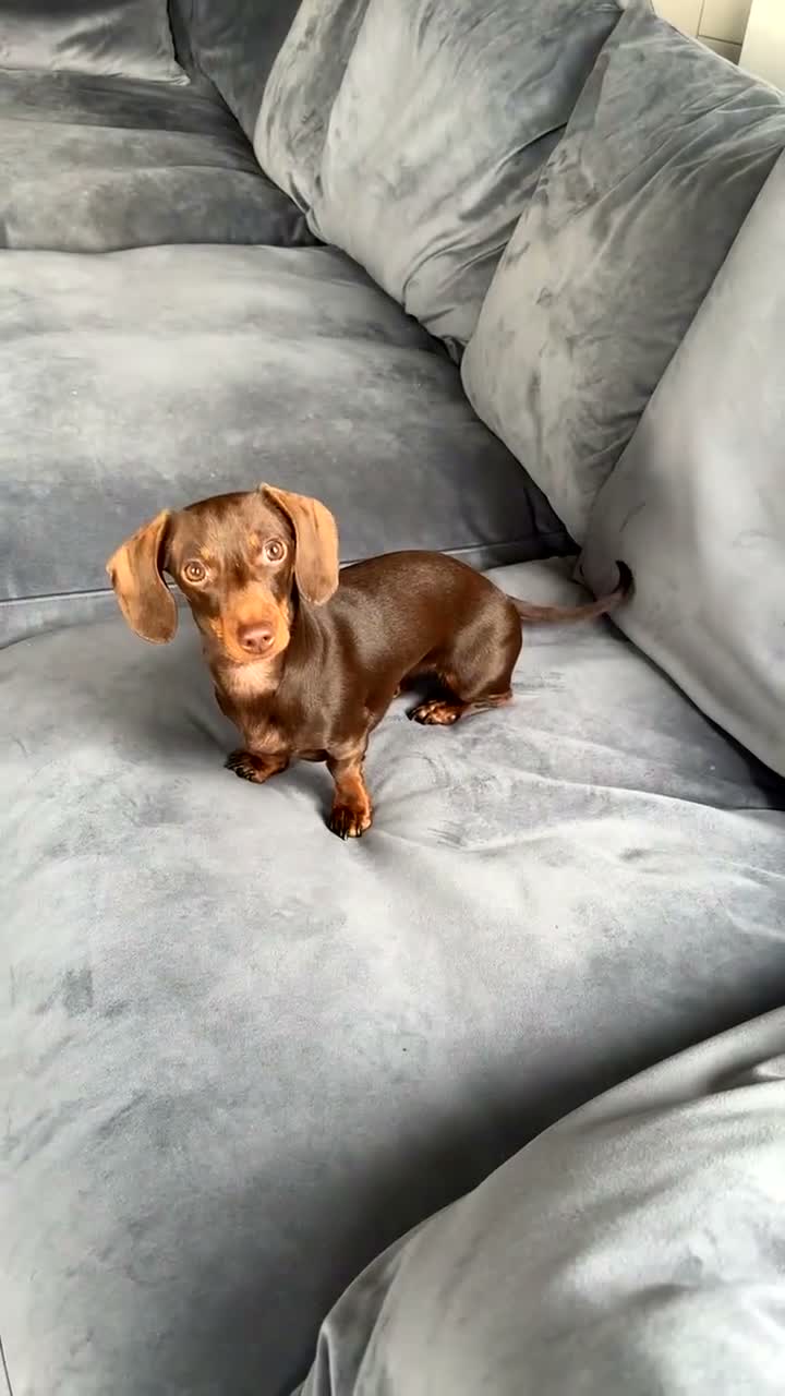 Miniature Dachshund dogs for sale: Miniature dachshund needing a new home - Video 1