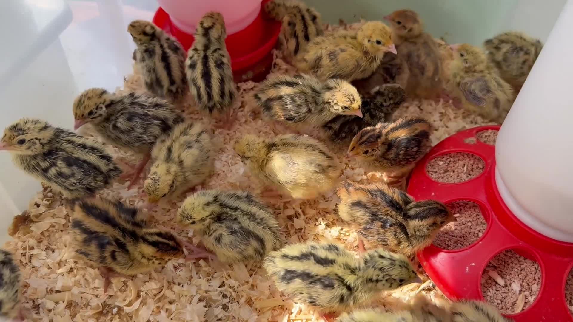 Quail poultry for sale: Japanese Coturnix Quail Chicks  - Video 1