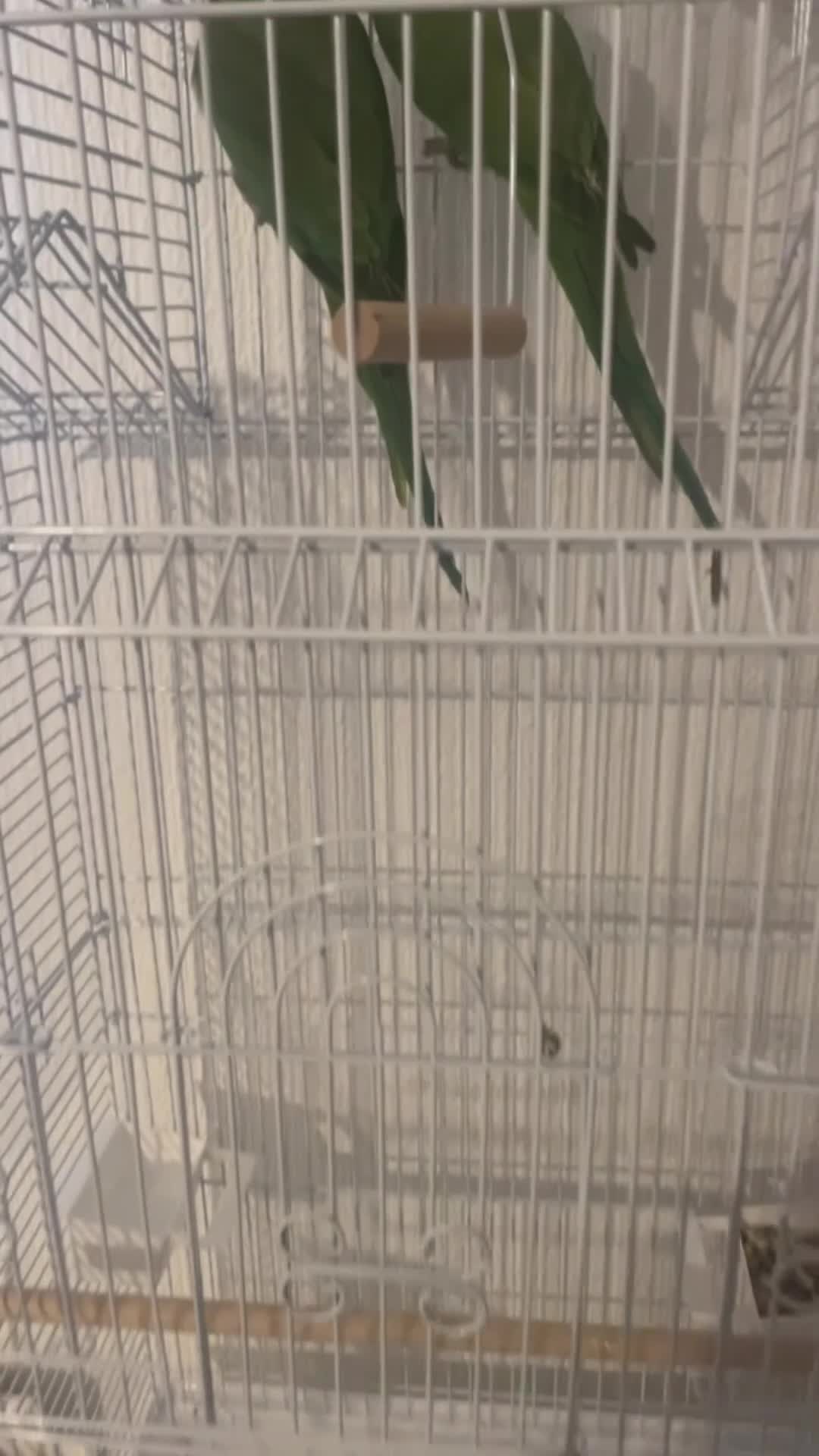 Ringnecks birds for sale: They need more attention  - Video 1