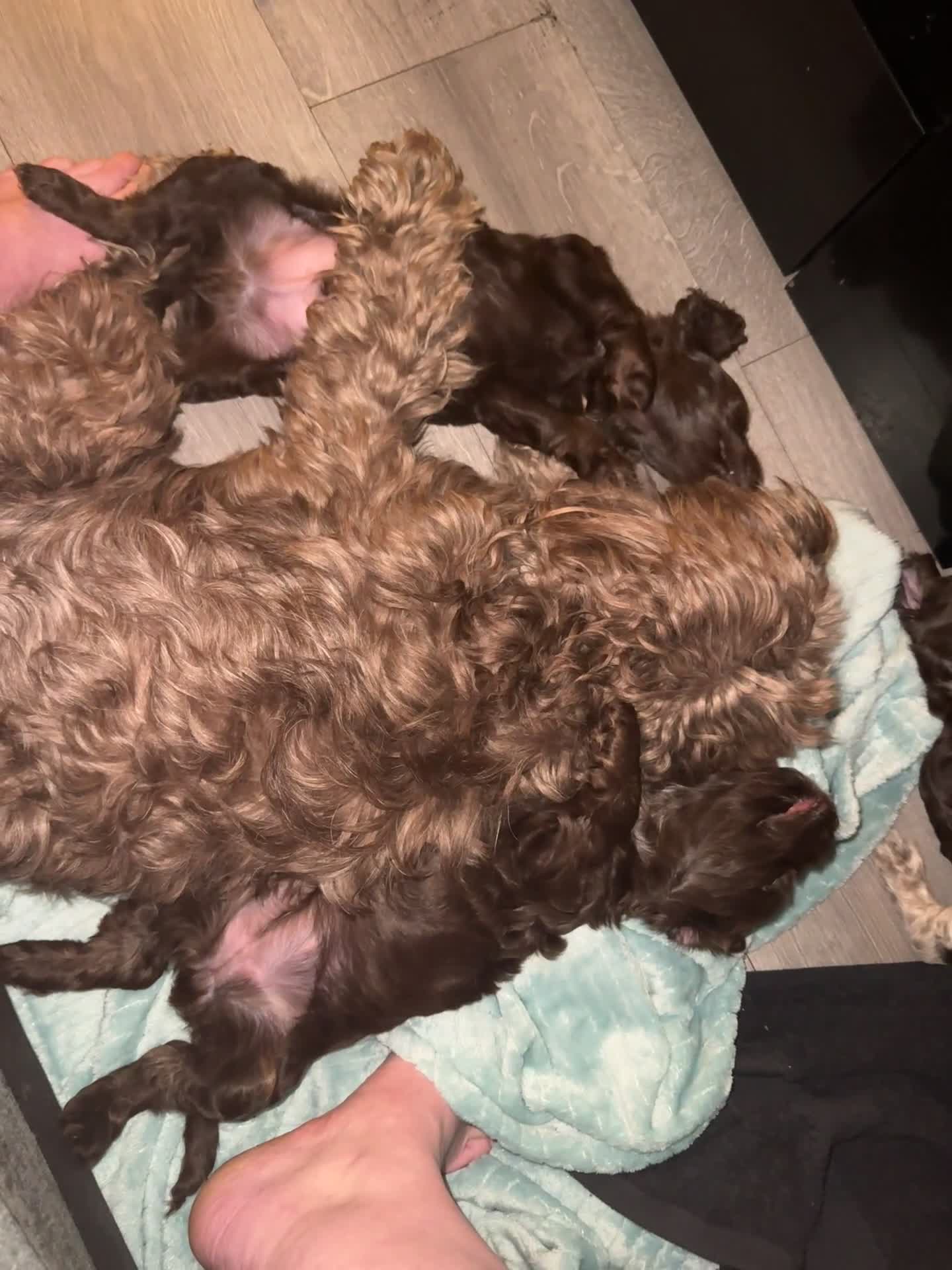 Cockapoo dogs for sale: F1b cockpoo puppies looking for forever homes.  - Video 1
