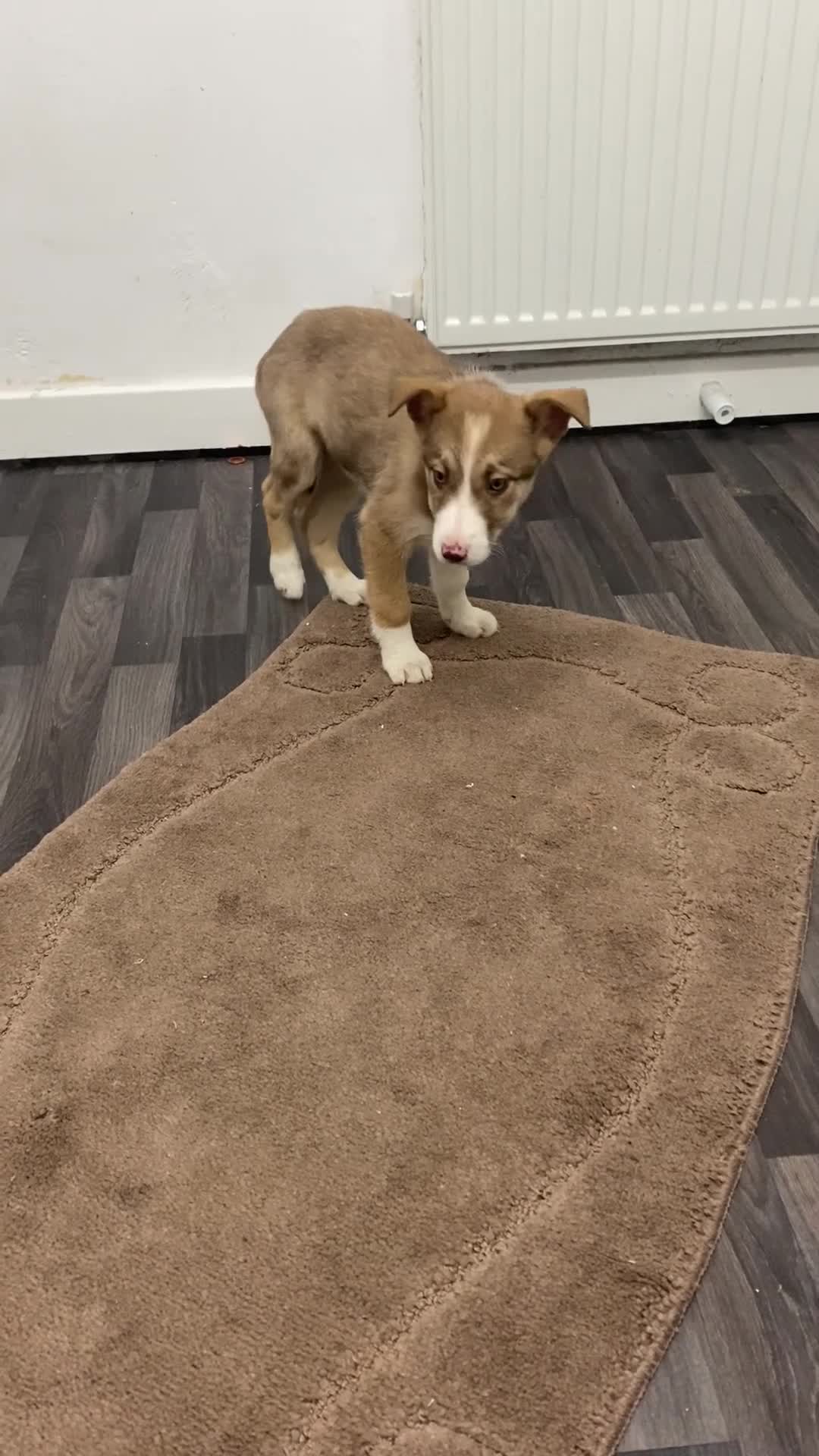 Mixed Breed dogs for sale: husky x pointer puppies  - Video 1