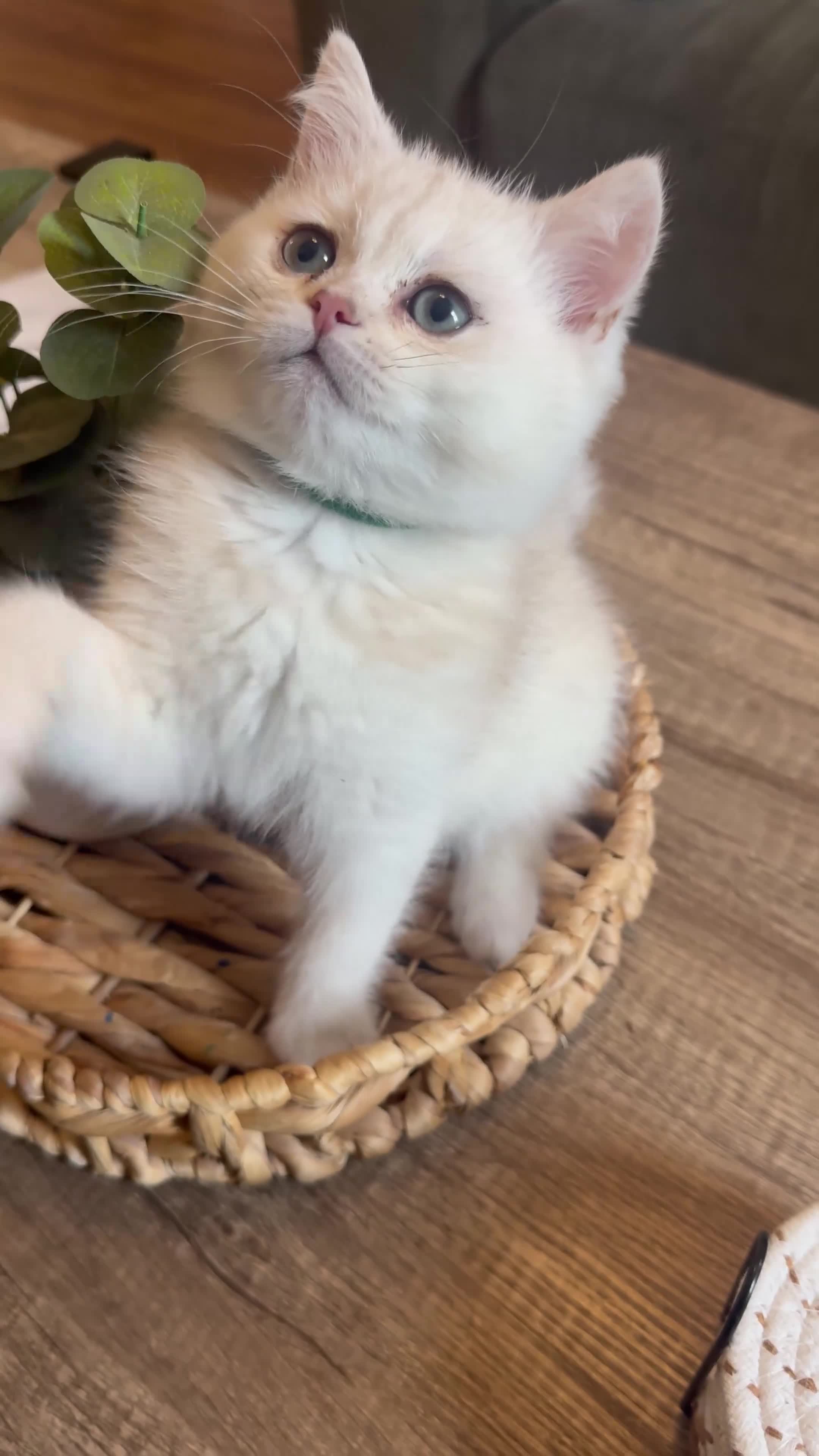 British Shorthair cats for sale: British Shorthair Male – Loving Home Wanted - Video 1