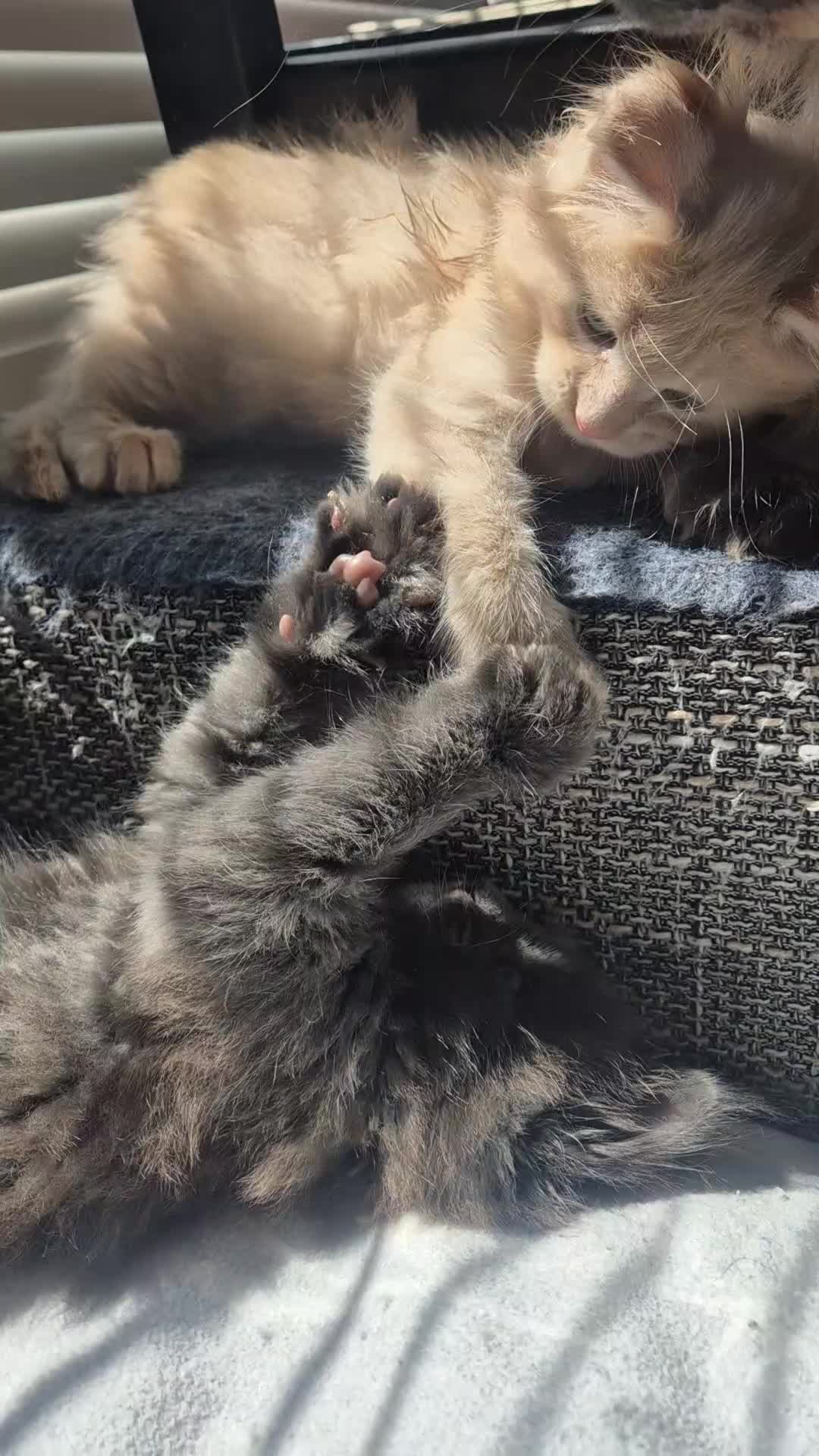 Maine Coon cats for sale: Maine Coon kittens Glasgow TICA REGISTERED  - Video 1