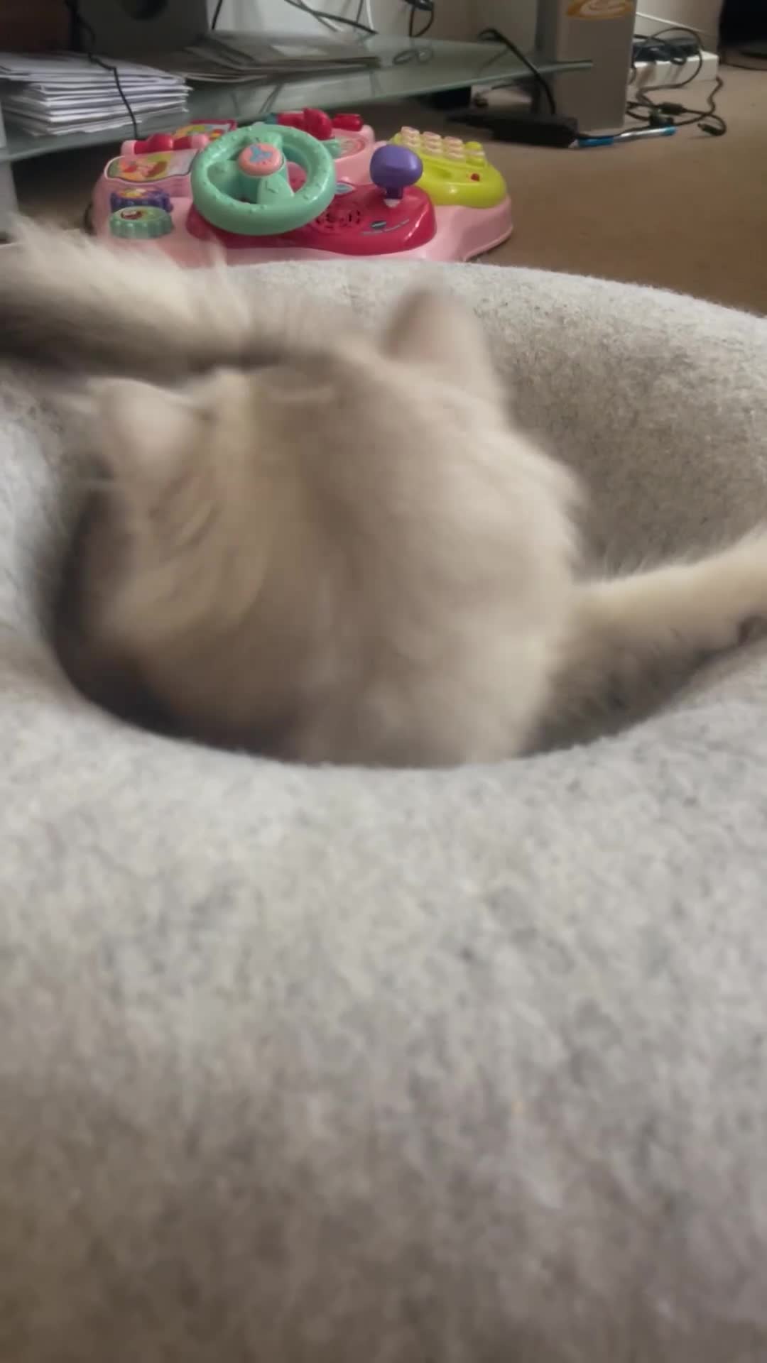 Scottish Fold cats for sale: Scottish Fold/Straight - Video 1