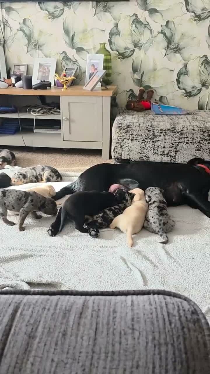 Mixed Breed dogs for sale: Merle French bulldog x labrador x - Video 1