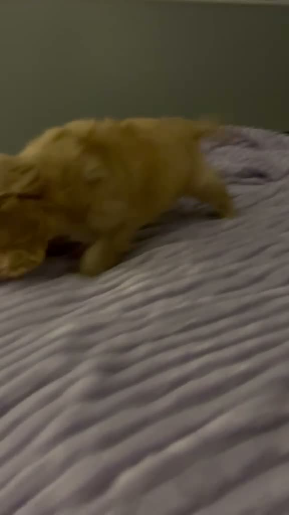 Mixed Breed dogs for sale: 2 lovely boys left Cavapoo - Video 1