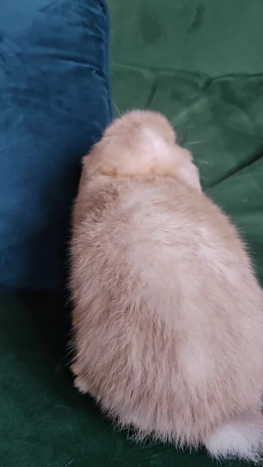 Mini Lop rabbits for sale: Ready to leave cuddly mini lops - Video 2