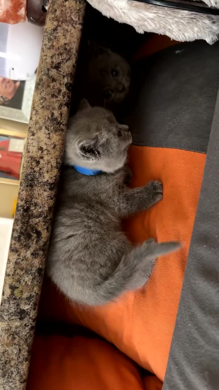 British Shorthair cats for sale: 3 female kittens in Dagenham - Video 1