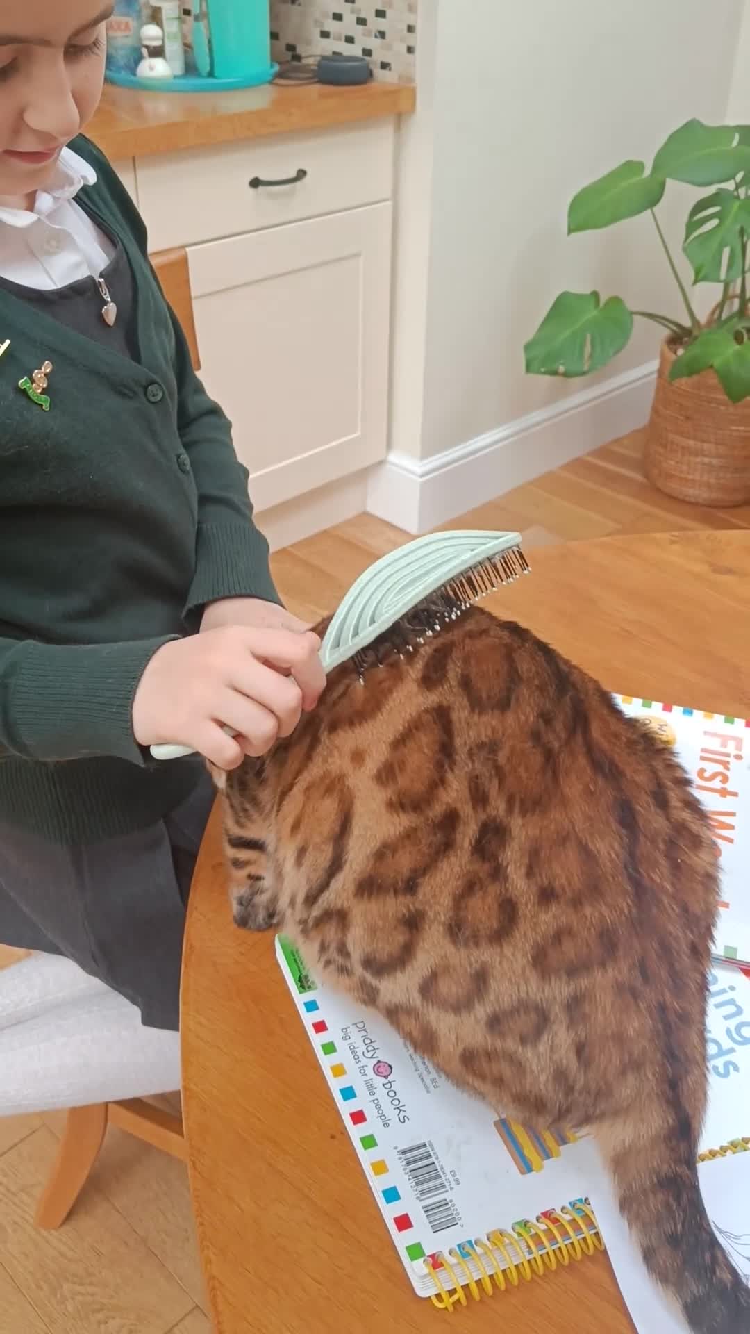Bengal cats for sale: Absolutely beautiful pedigree bengal kittens - Video 4