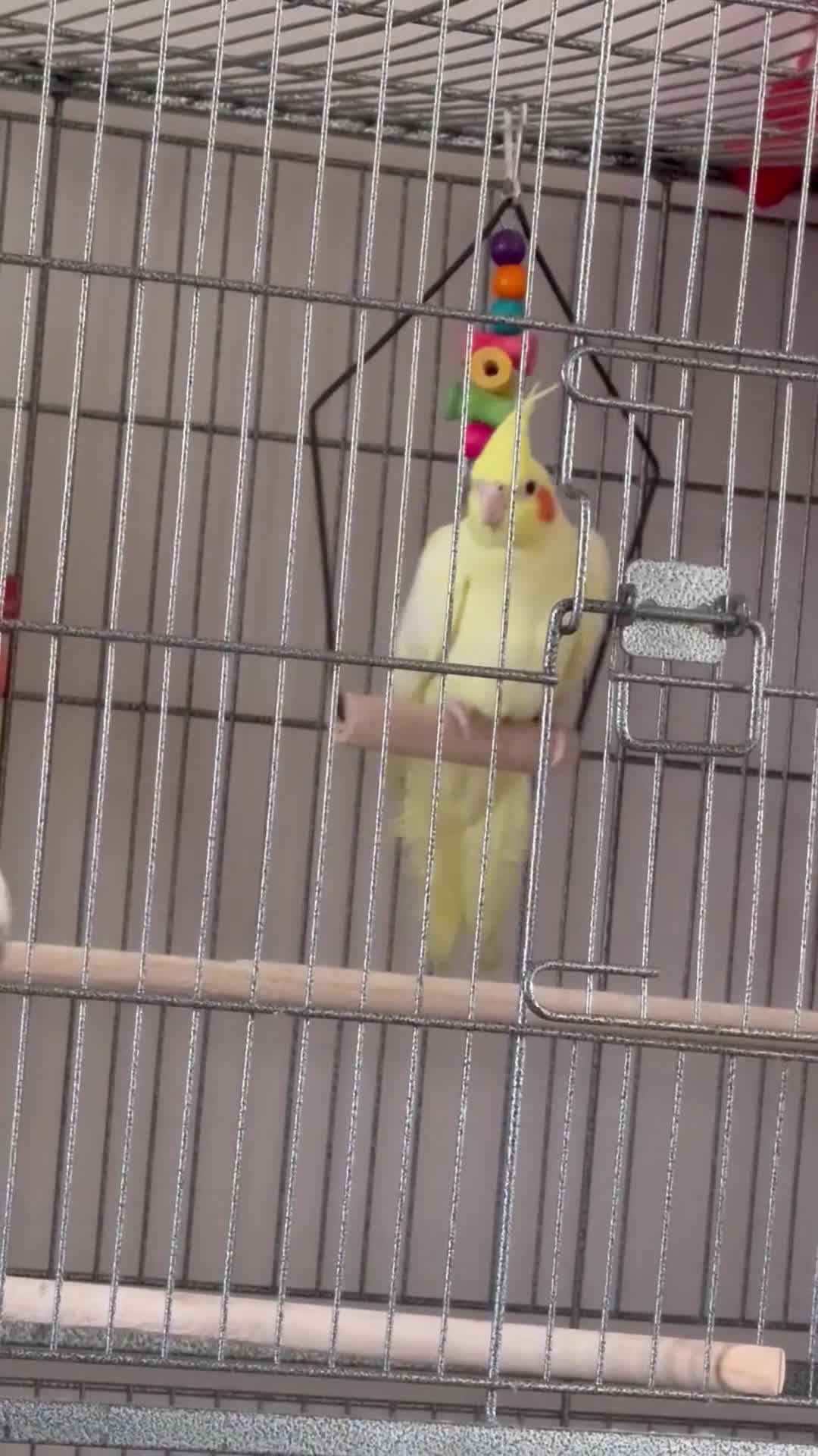 Cockatiels birds for sale: two cockatiels male and female bonded plus cage! - Video 1