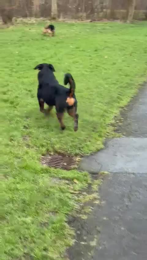 Rottweiler dogs for sale: Dog friendly,funny and beautiful  in Preston - Video 5