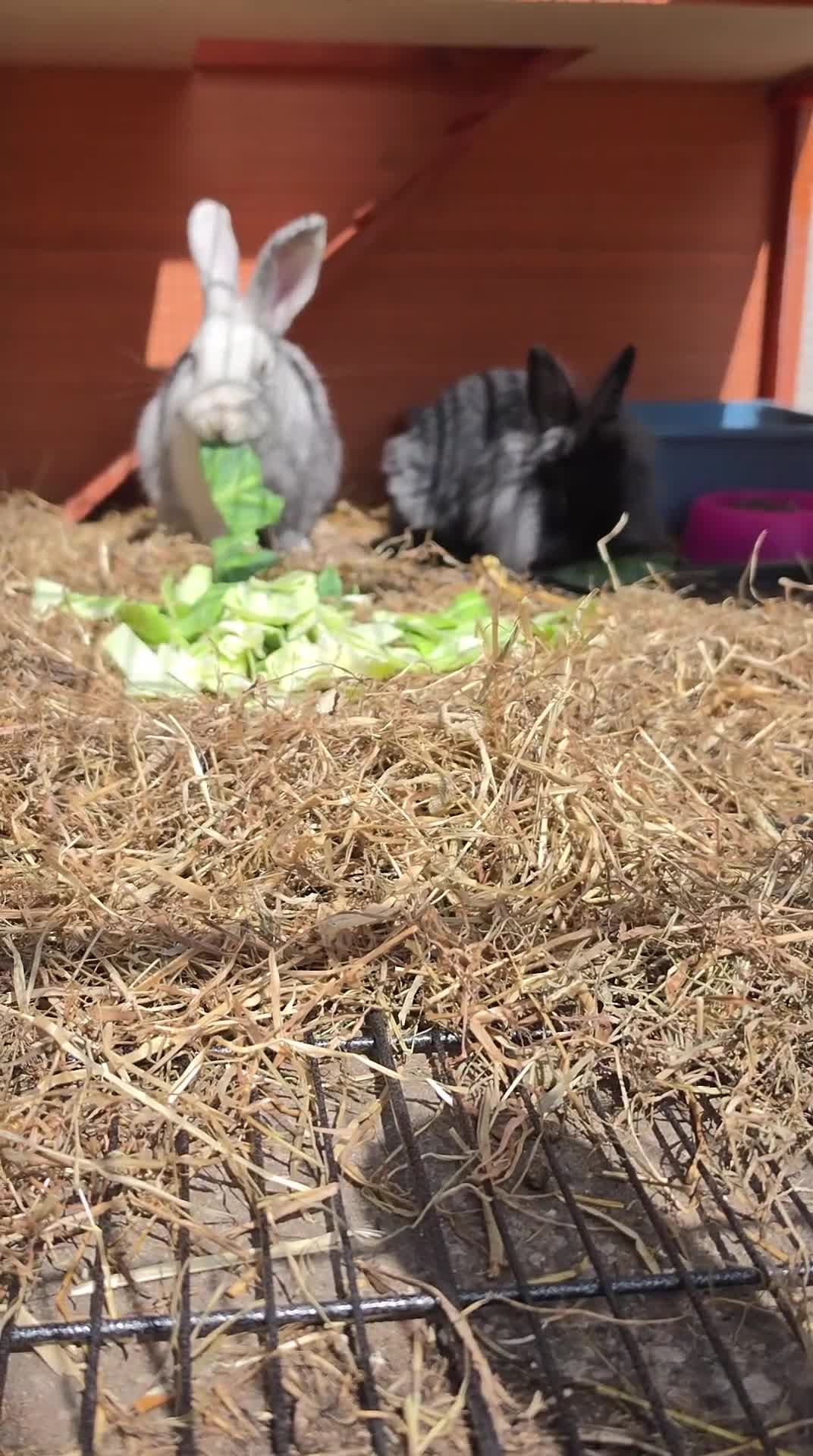 Mixed Breed rabbits for sale: 1 female, 1 male - Video 3