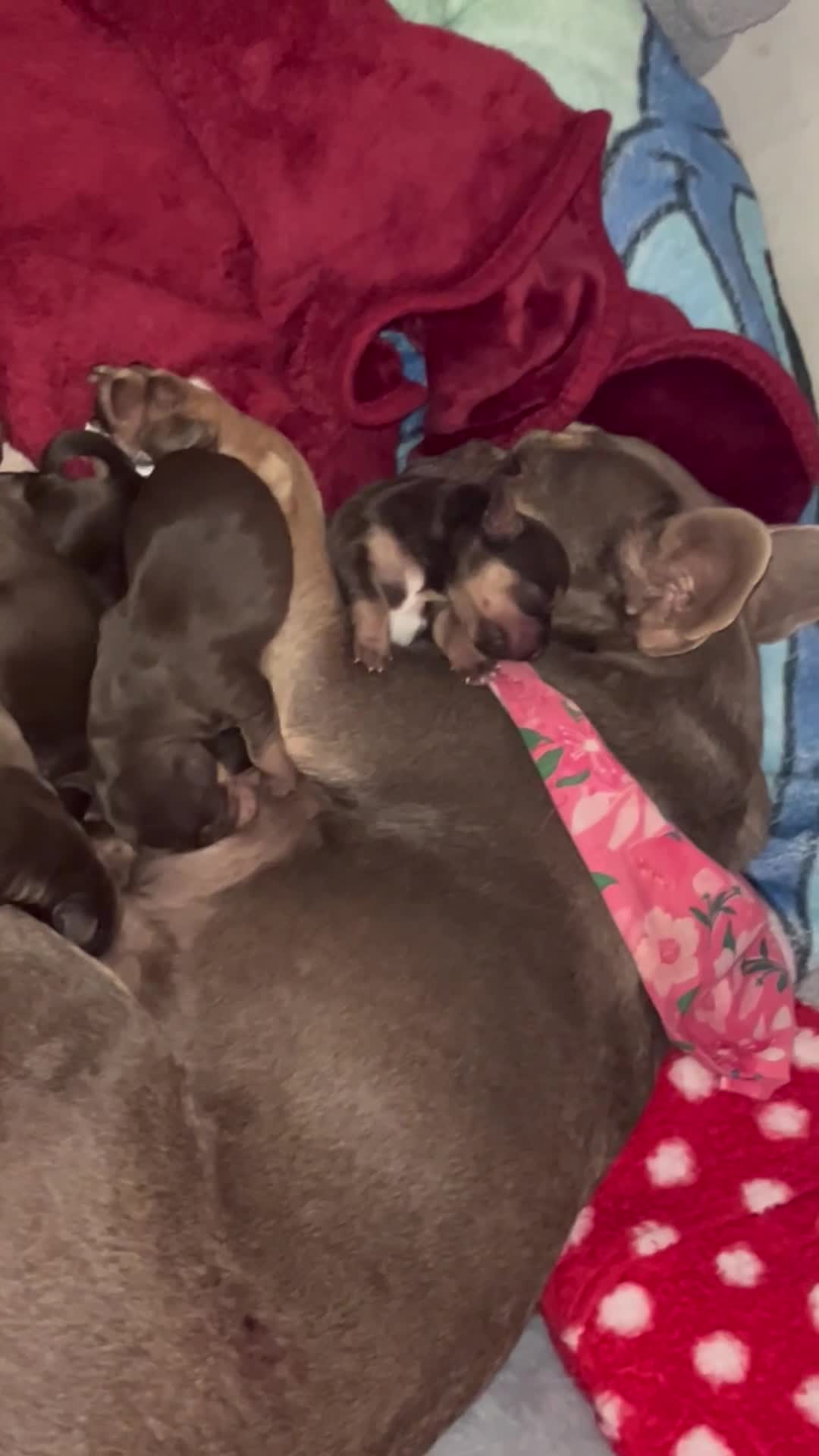Mixed Breed dogs for sale: 7 Beautiful French wiener pups  in Basingstoke - Video 1