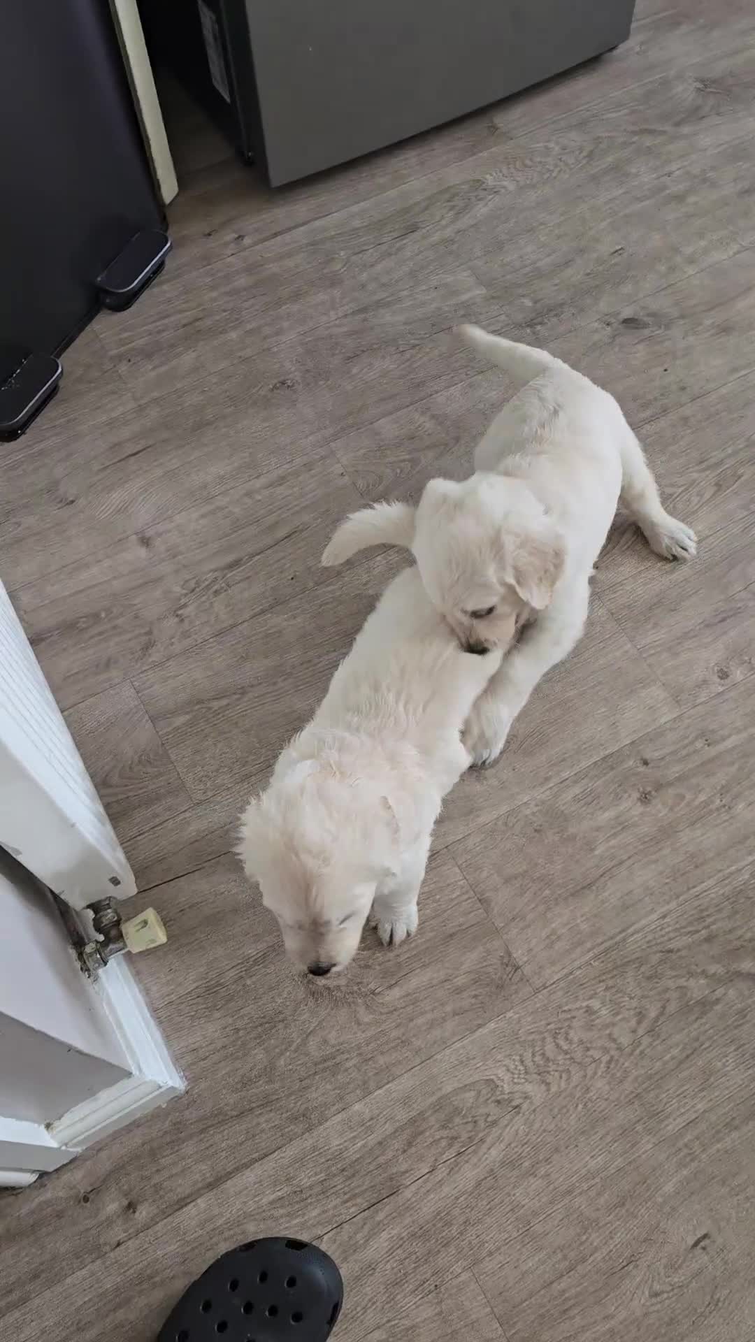Goldendoodle dogs for sale: Goldendoodle retriever  - Video 3