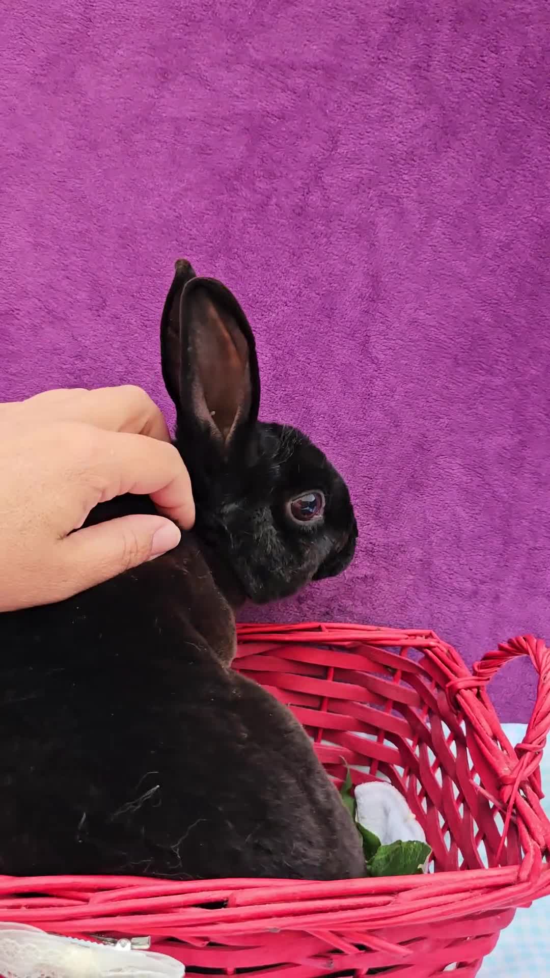 Mini Lop rabbits for sale: Baby velveteen lops & adult mini rex  - Video 1