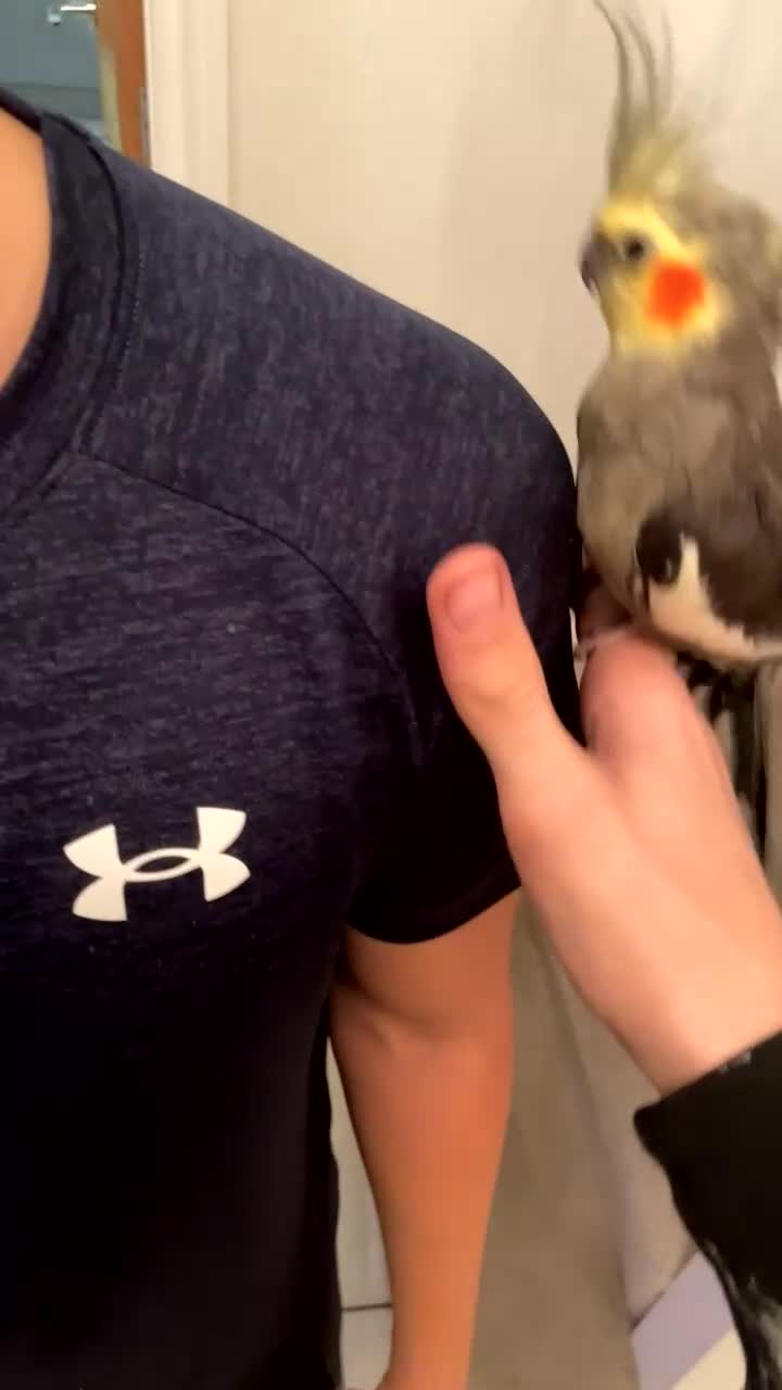 Cockatiels birds for sale: Tame Baby Cockatiel – 12 Weeks Old - Video 2
