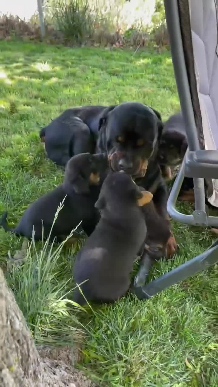 Rottweiler dogs for sale: Gentle & Loyal Rottweiler Ready for a Loving Home - Video 1