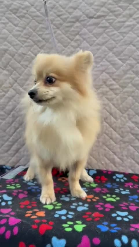 Pomeranian dogs for adoption: MiMi’s Story: From Darkness to Hope - Video 1