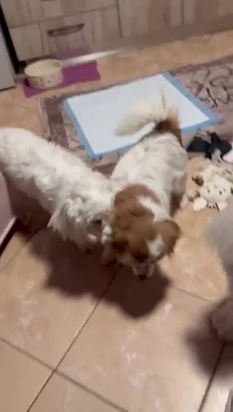 Bichon Frise dogs for adoption: Meet PACO - a Lovely little boy, for a Loving Home - Video 1