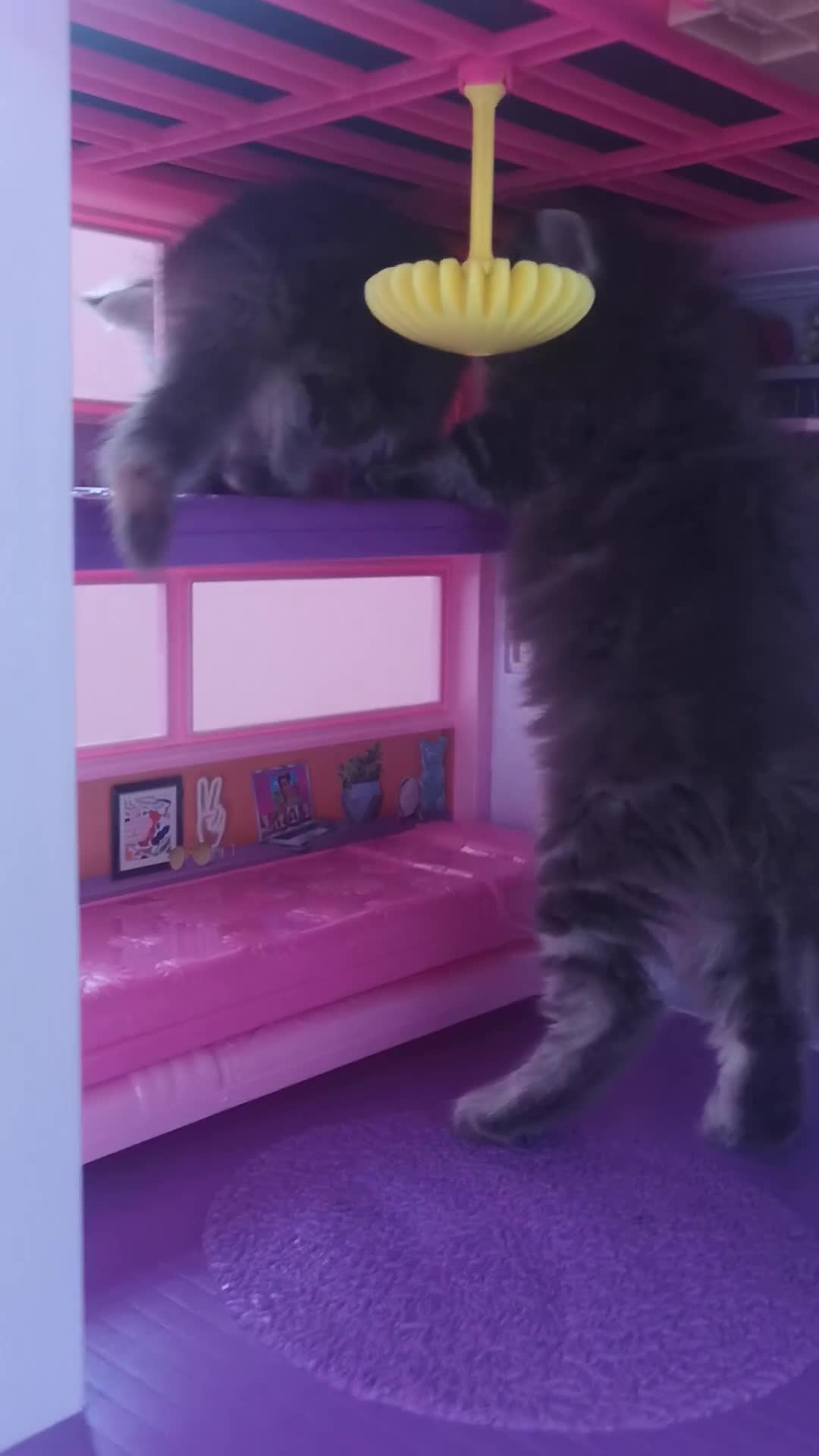 Maine Coon cats for sale: Maine Coon Kittens Parents Fully Health Tested - Video 3