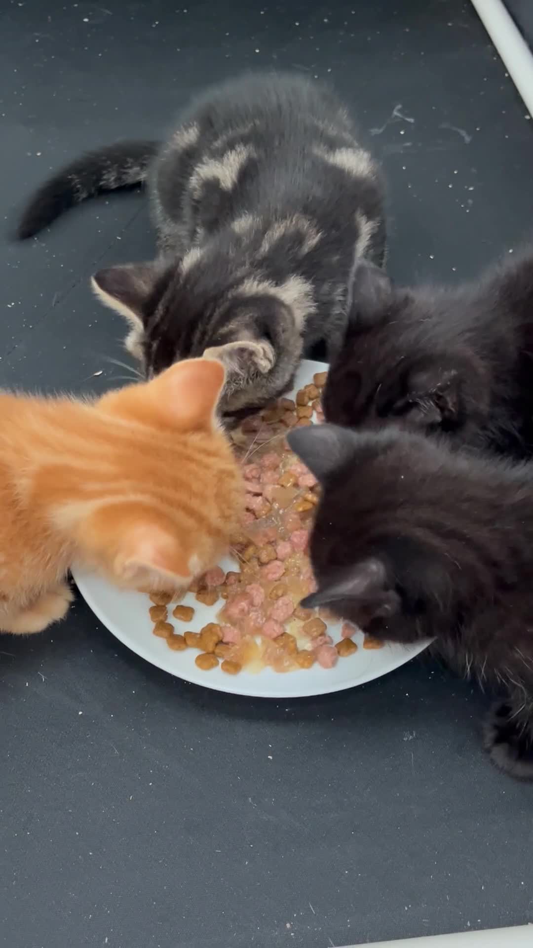 Mixed Breed cats for sale: Kittens available  - Video 1