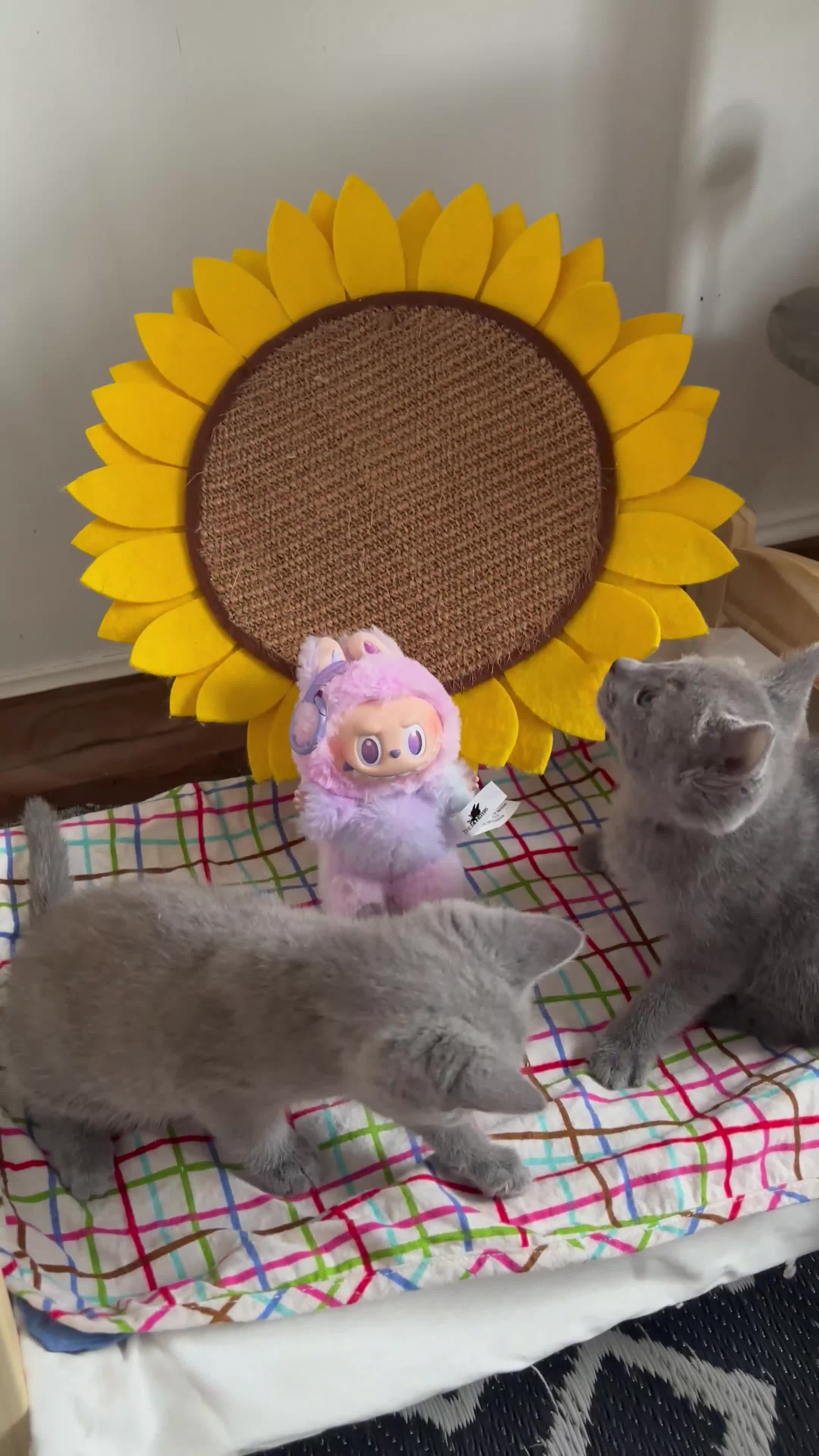 Russian Blue cats for sale: Pedigree TICA registered Russian blue kittens - Video 1