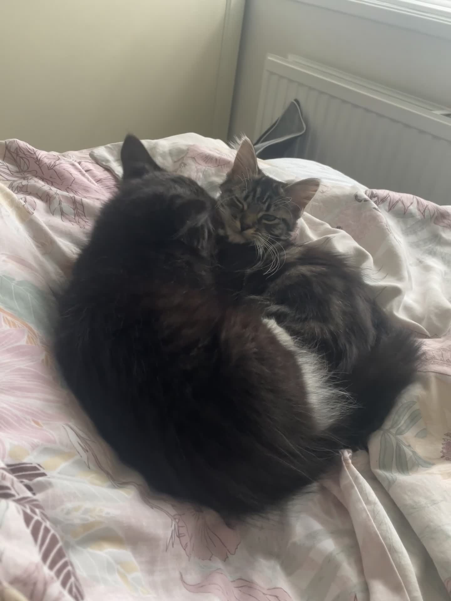 Mixed Breed cats for sale: Fluffy Bonded sisters ready for a loving home ❤️  - Video 1