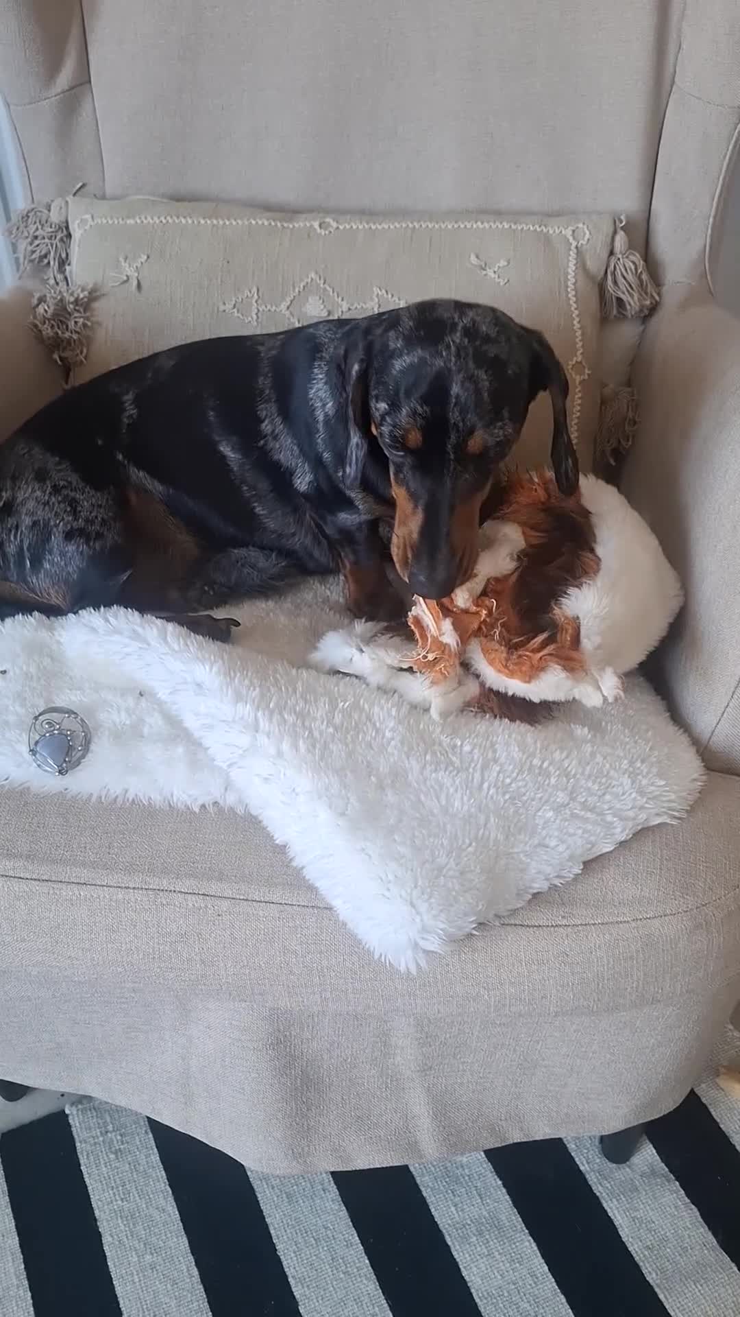 Dachshund dogs for sale: Silver Dappled Dachshund Female - Video 1