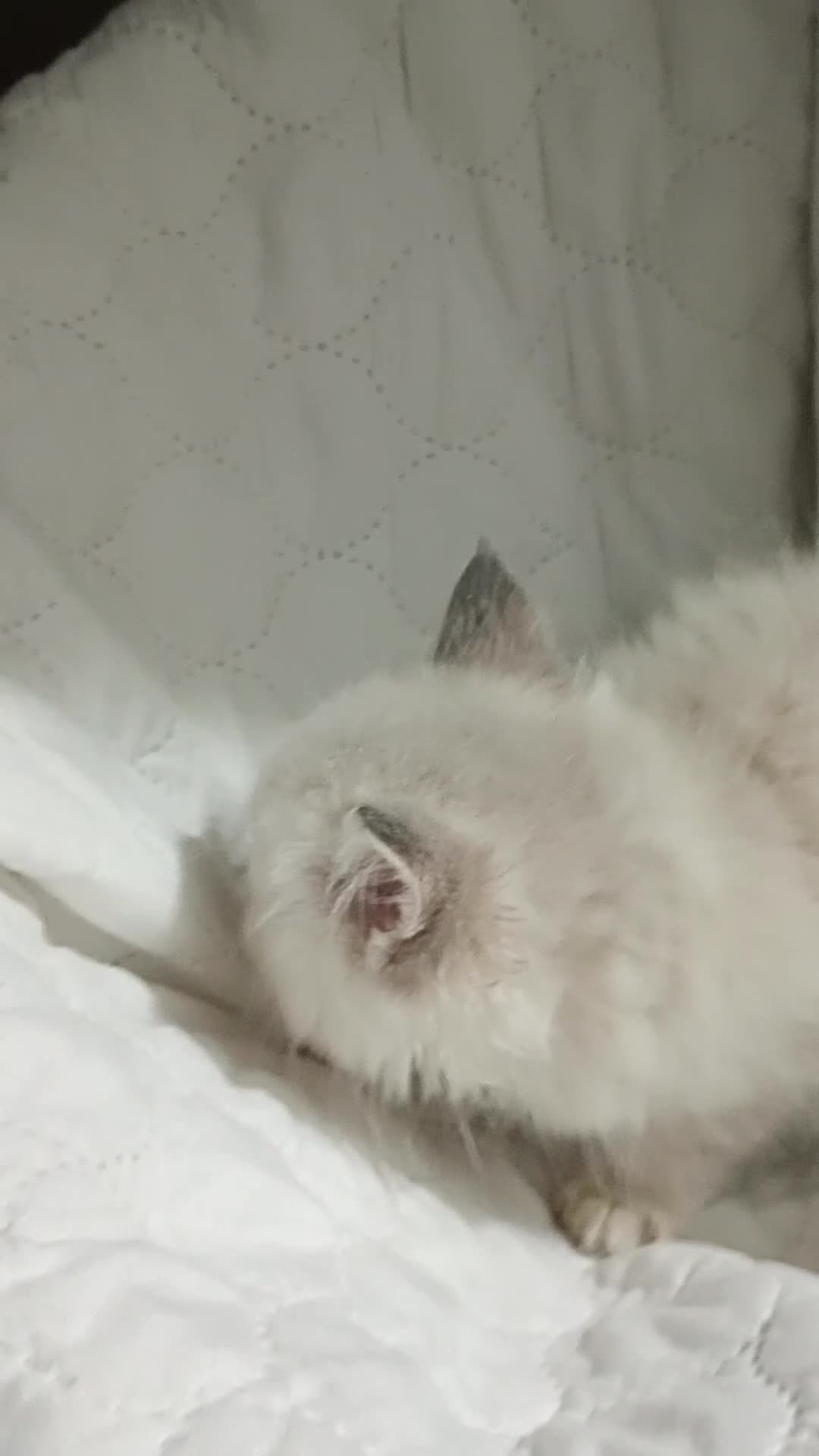 Ragdoll cats for sale: Beautiful full ragdoll kittens £695 - Video 4